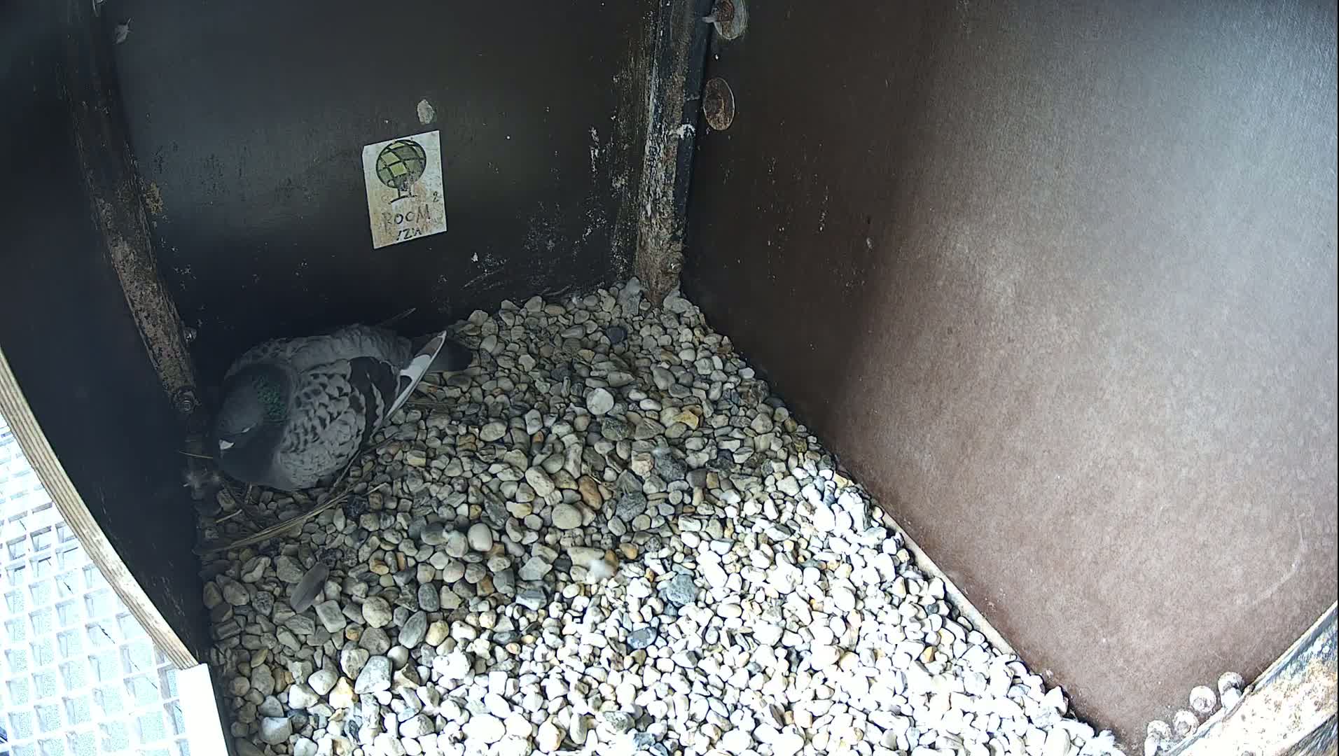 Virginie Lovelingge bouw (Virginie Loveling building) Inside Bird Nest Live Cam - Gent (Ghend-Gand), East Flanders (Flandre-Orientale), Flemish (Flamande), Belgium