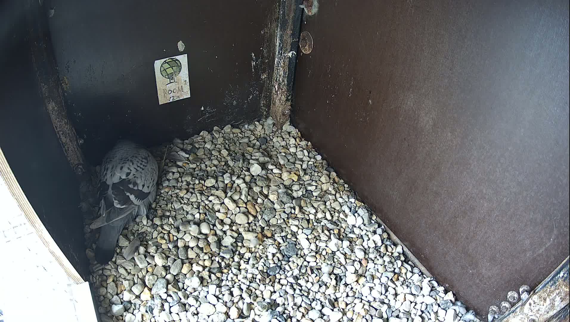 Virginie Lovelingge bouw (Virginie Loveling building) Inside Bird Nest Live Cam - Gent (Ghend-Gand), East Flanders (Flandre-Orientale), Flemish (Flamande), Belgium