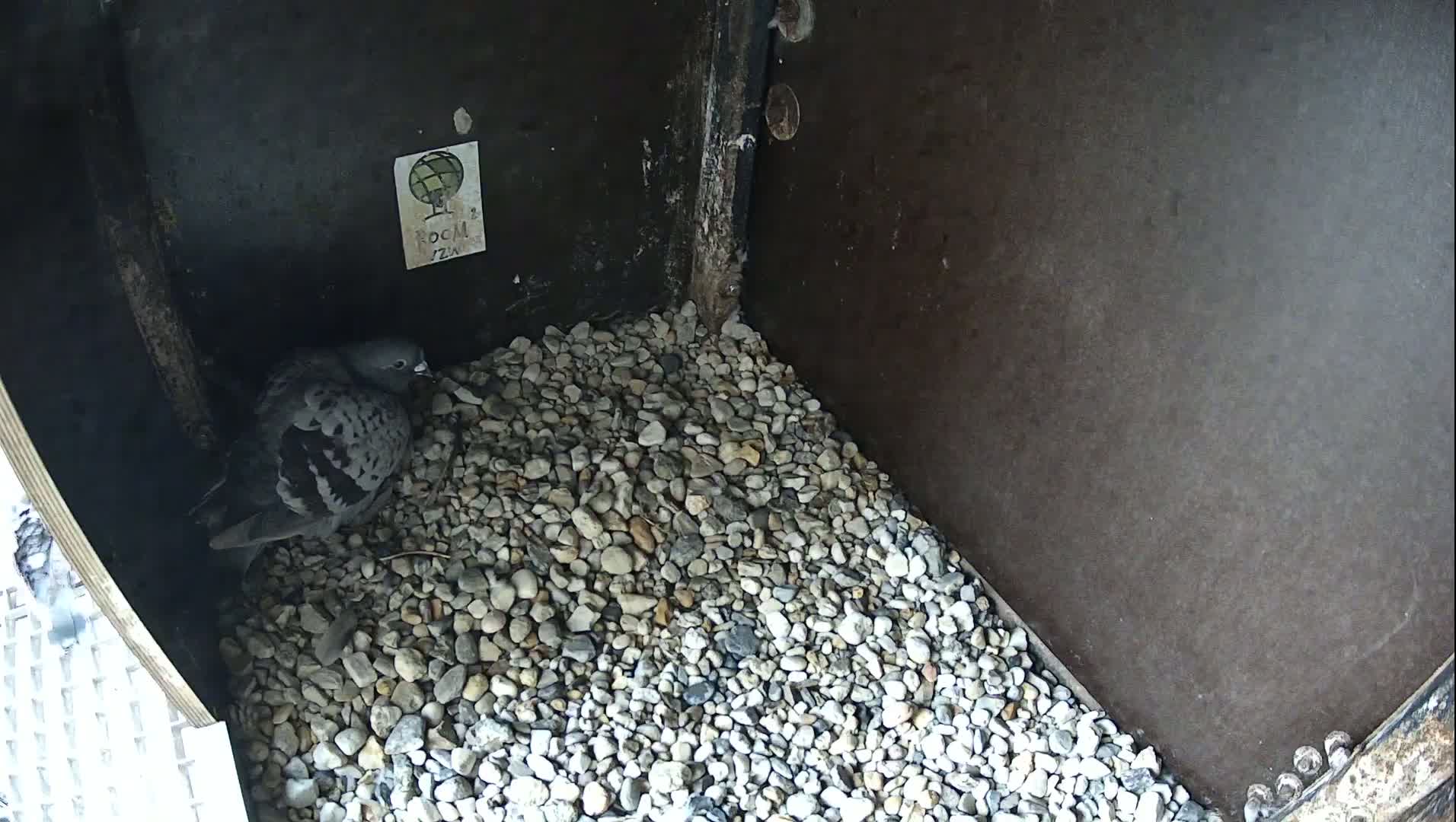 Virginie Lovelingge bouw (Virginie Loveling building) Inside Bird Nest Live Cam - Gent (Ghend-Gand), East Flanders (Flandre-Orientale), Flemish (Flamande), Belgium