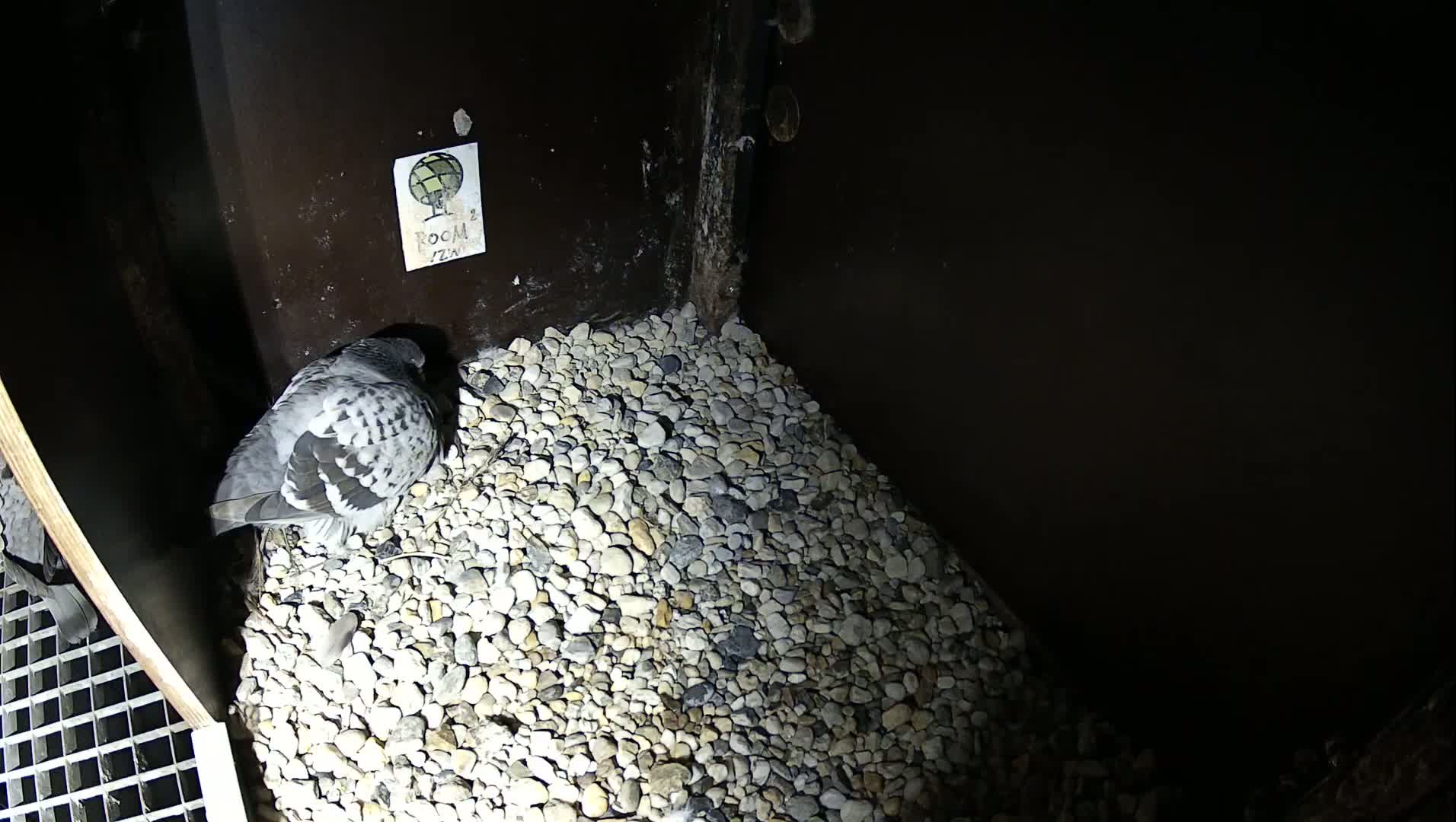 Virginie Lovelingge bouw (Virginie Loveling building) Inside Bird Nest Live Cam - Gent (Ghend-Gand), East Flanders (Flandre-Orientale), Flemish (Flamande), Belgium