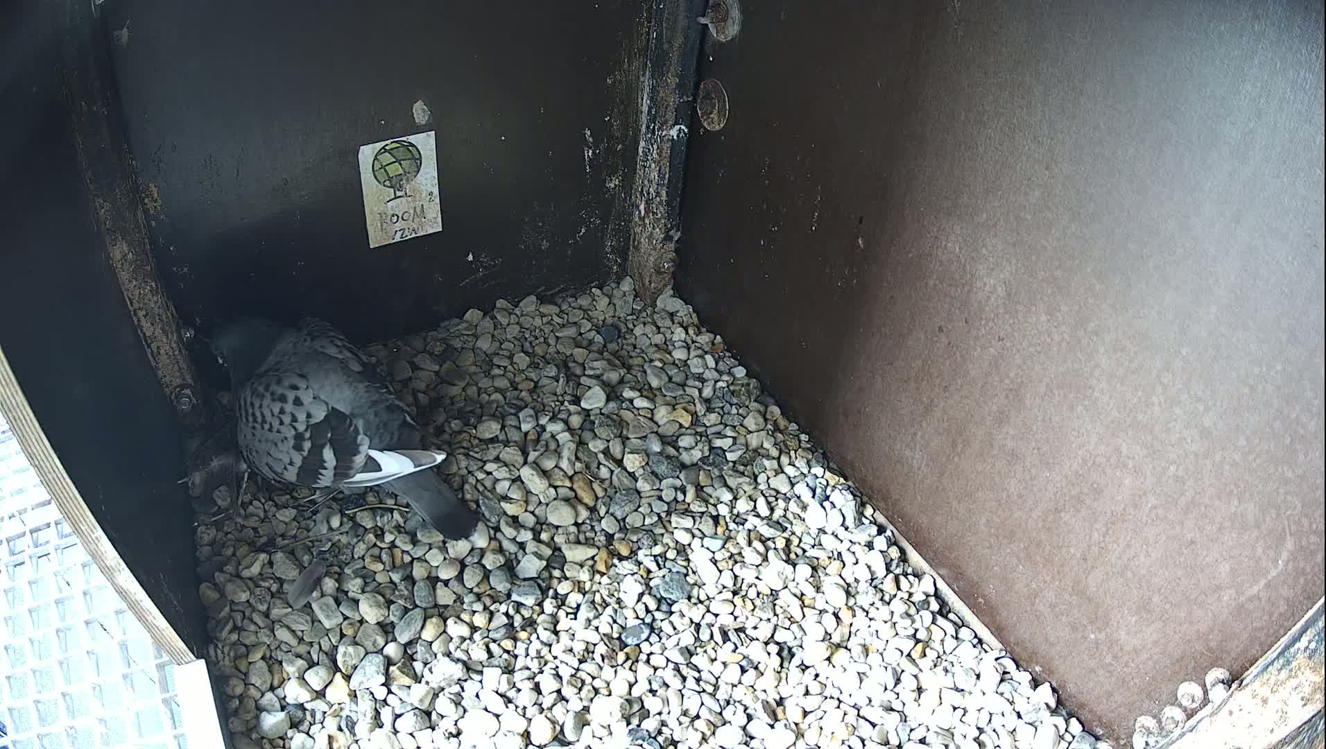 Virginie Lovelingge bouw (Virginie Loveling building) Inside Bird Nest Live Cam - Gent (Ghend-Gand), East Flanders (Flandre-Orientale), Flemish (Flamande), Belgium