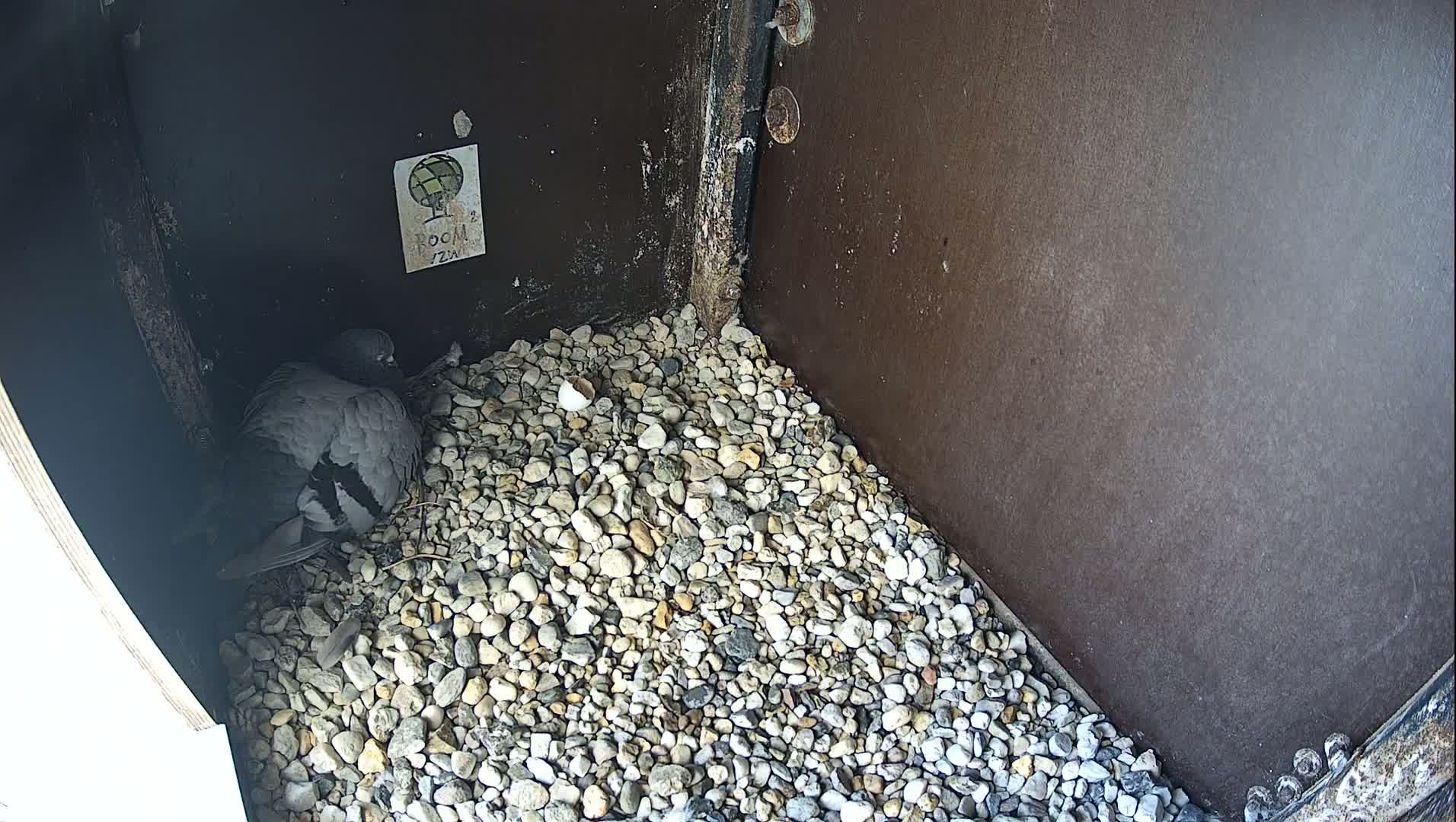 Virginie Lovelingge bouw (Virginie Loveling building) Inside Bird Nest Live Cam - Gent (Ghend-Gand), East Flanders (Flandre-Orientale), Flemish (Flamande), Belgium