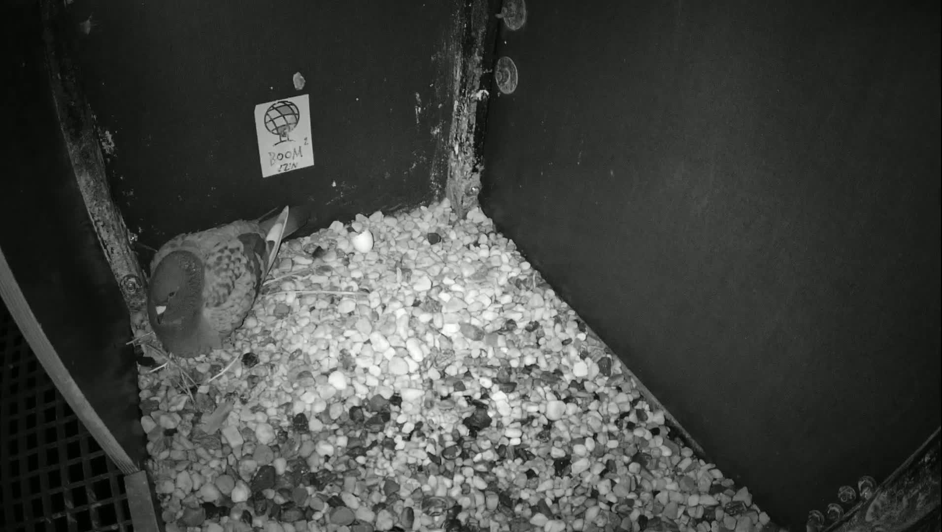 Virginie Lovelingge bouw (Virginie Loveling building) Inside Bird Nest Live Cam - Gent (Ghend-Gand), East Flanders (Flandre-Orientale), Flemish (Flamande), Belgium