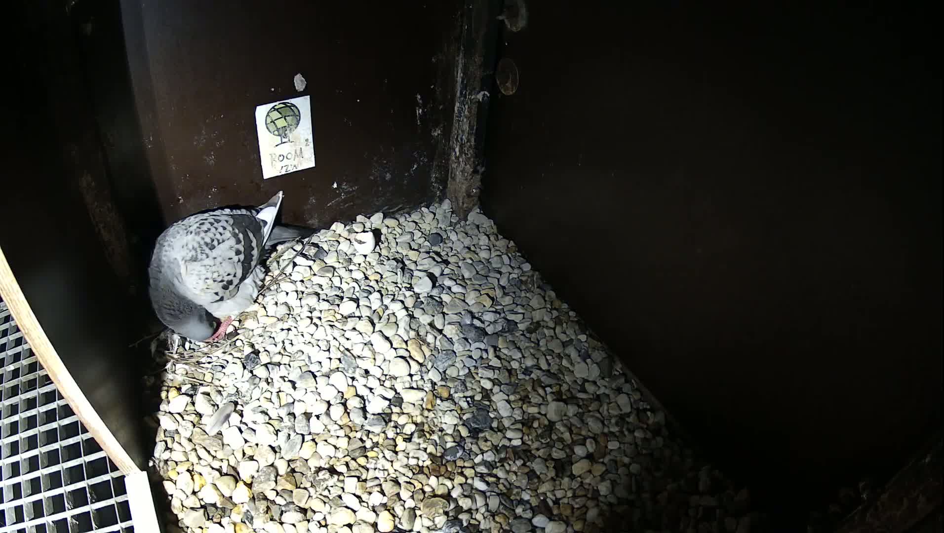 Virginie Lovelingge bouw (Virginie Loveling building) Inside Bird Nest Live Cam - Gent (Ghend-Gand), East Flanders (Flandre-Orientale), Flemish (Flamande), Belgium