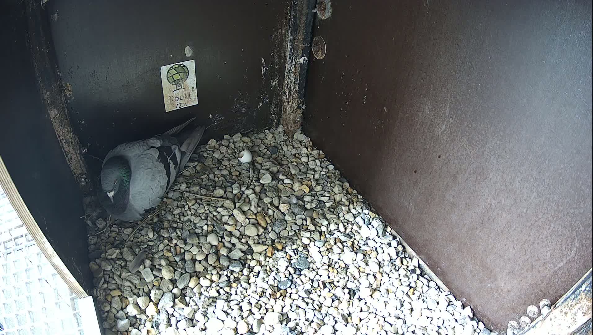 Virginie Lovelingge bouw (Virginie Loveling building) Inside Bird Nest Live Cam - Gent (Ghend-Gand), East Flanders (Flandre-Orientale), Flemish (Flamande), Belgium