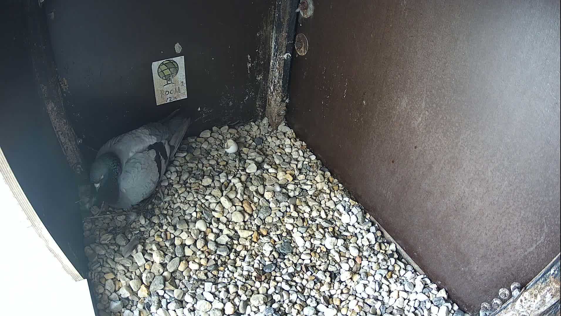 Virginie Lovelingge bouw (Virginie Loveling building) Inside Bird Nest Live Cam - Gent (Ghend-Gand), East Flanders (Flandre-Orientale), Flemish (Flamande), Belgium