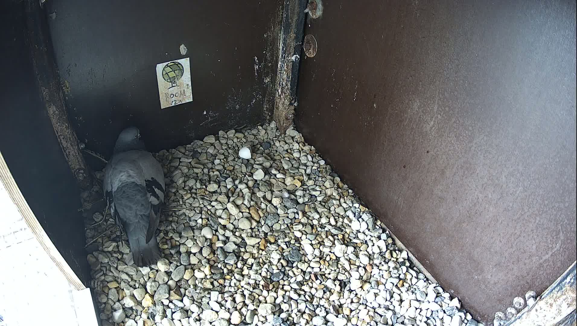 Virginie Lovelingge bouw (Virginie Loveling building) Inside Bird Nest Live Cam - Gent (Ghend-Gand), East Flanders (Flandre-Orientale), Flemish (Flamande), Belgium