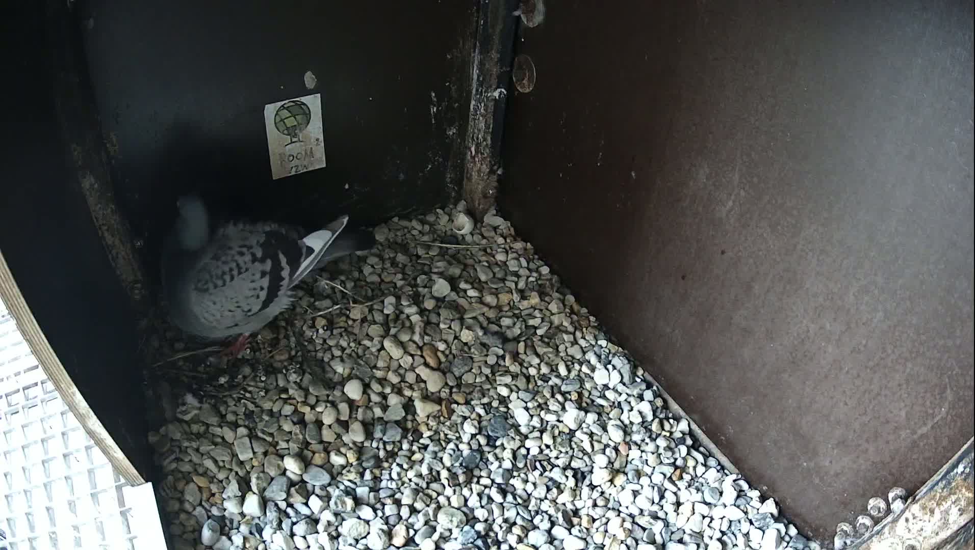 Virginie Lovelingge bouw (Virginie Loveling building) Inside Bird Nest Live Cam - Gent (Ghend-Gand), East Flanders (Flandre-Orientale), Flemish (Flamande), Belgium