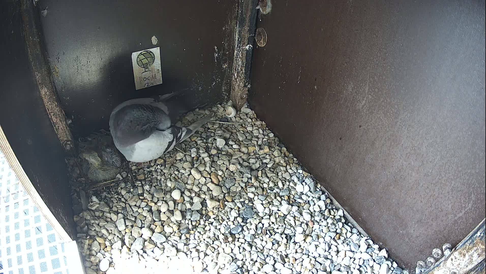 Virginie Lovelingge bouw (Virginie Loveling building) Inside Bird Nest Live Cam - Gent (Ghend-Gand), East Flanders (Flandre-Orientale), Flemish (Flamande), Belgium
