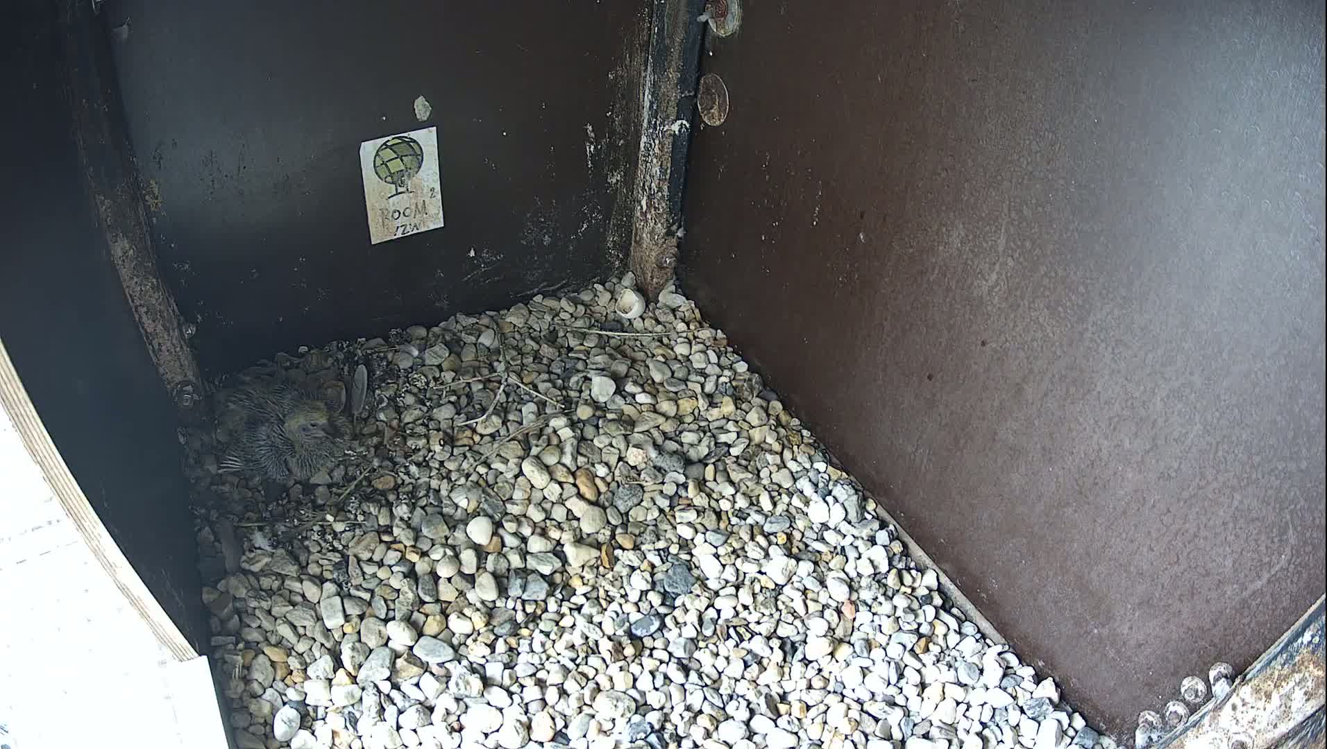 Virginie Lovelingge bouw (Virginie Loveling building) Inside Bird Nest Live Cam - Gent (Ghend-Gand), East Flanders (Flandre-Orientale), Flemish (Flamande), Belgium