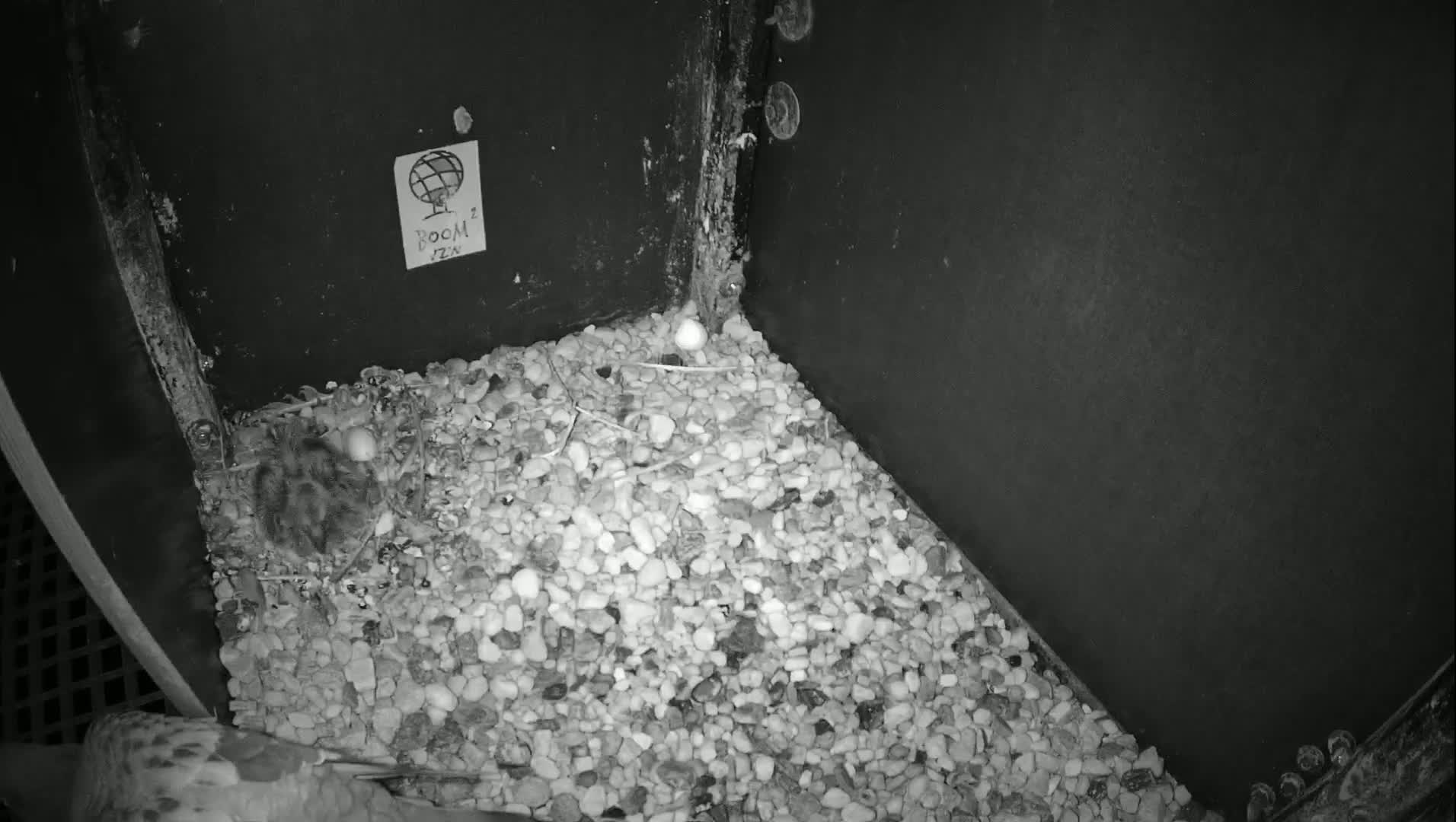 A pigeon stands on a bed of small, light-colored stones inside a dark-colored, box-like structure.