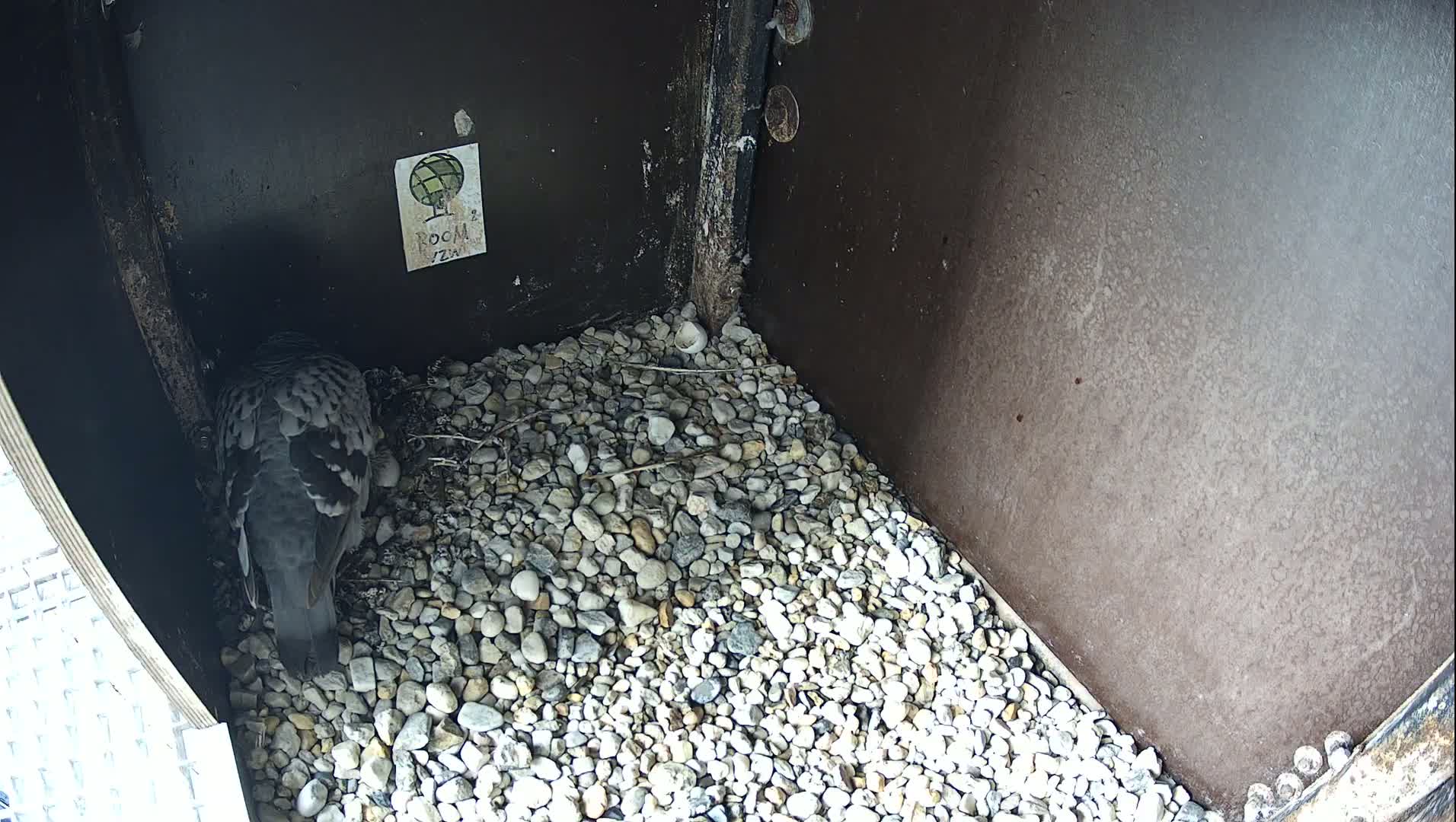 Virginie Lovelingge bouw (Virginie Loveling building) Inside Bird Nest Live Cam - Gent (Ghend-Gand), East Flanders (Flandre-Orientale), Flemish (Flamande), Belgium