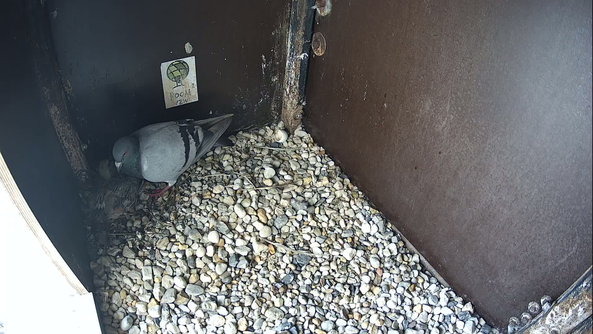 A pigeon stands on a bed of small, light-colored stones inside a dark-colored, box-like structure.