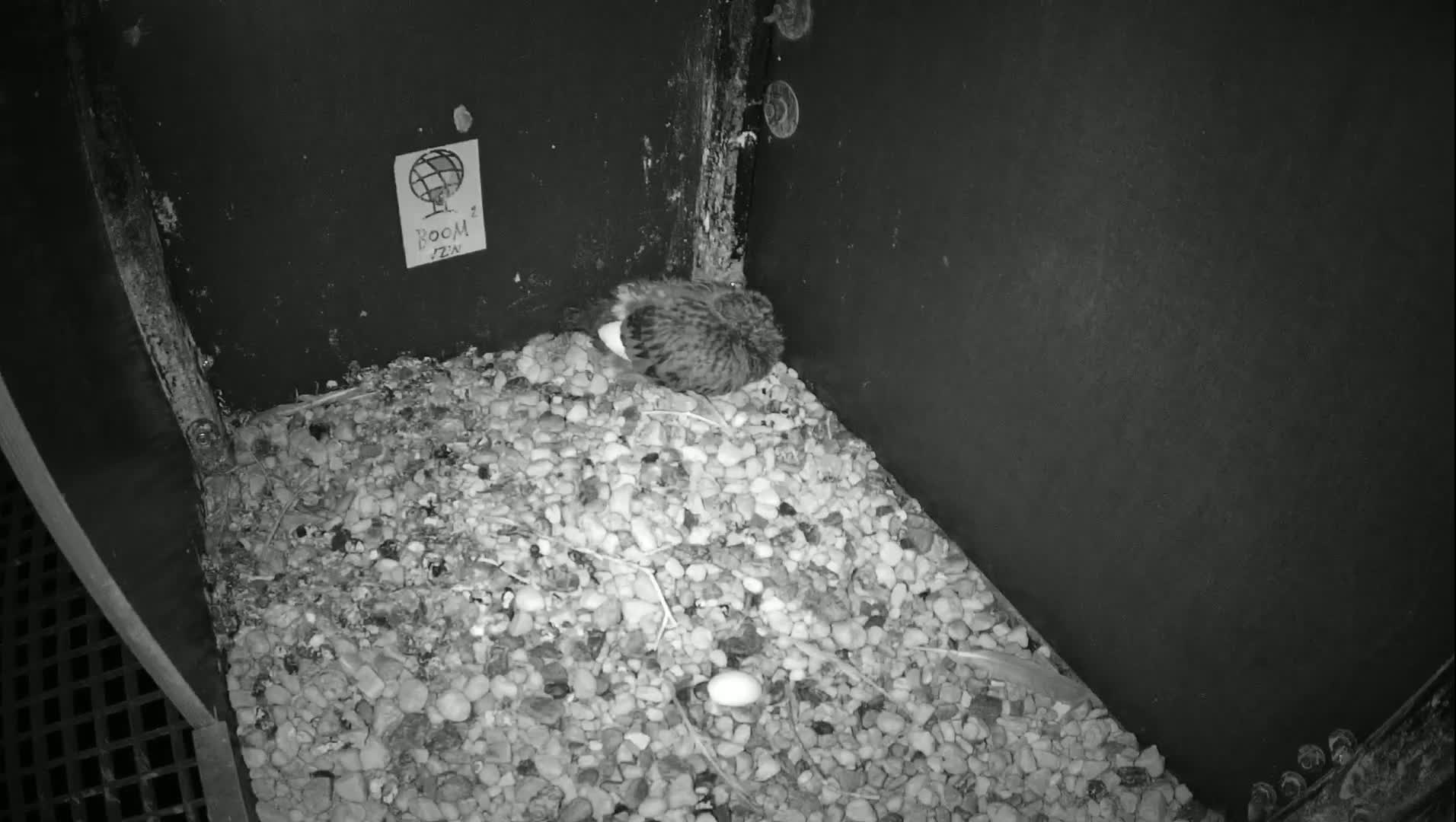 Virginie Lovelingge bouw (Virginie Loveling building) Inside Bird Nest Live Cam - Gent (Ghend-Gand), East Flanders (Flandre-Orientale), Flemish (Flamande), Belgium
