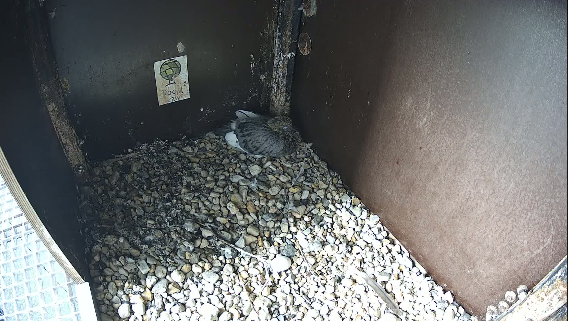 Virginie Lovelingge bouw (Virginie Loveling building) Inside Bird Nest Live Cam - Gent (Ghend-Gand), East Flanders (Flandre-Orientale), Flemish (Flamande), Belgium