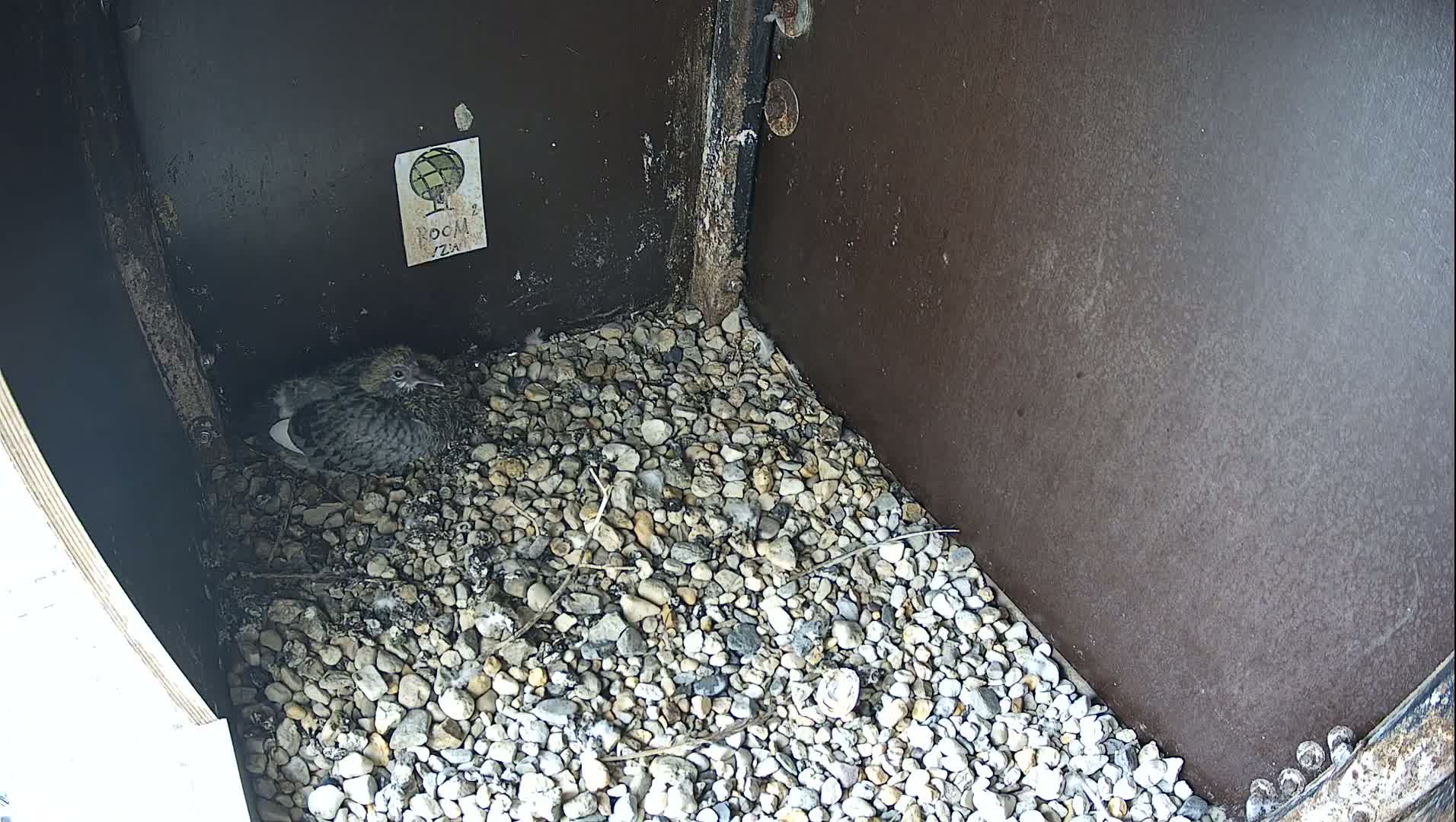 Virginie Lovelingge bouw (Virginie Loveling building) Inside Bird Nest Live Cam - Gent (Ghend-Gand), East Flanders (Flandre-Orientale), Flemish (Flamande), Belgium