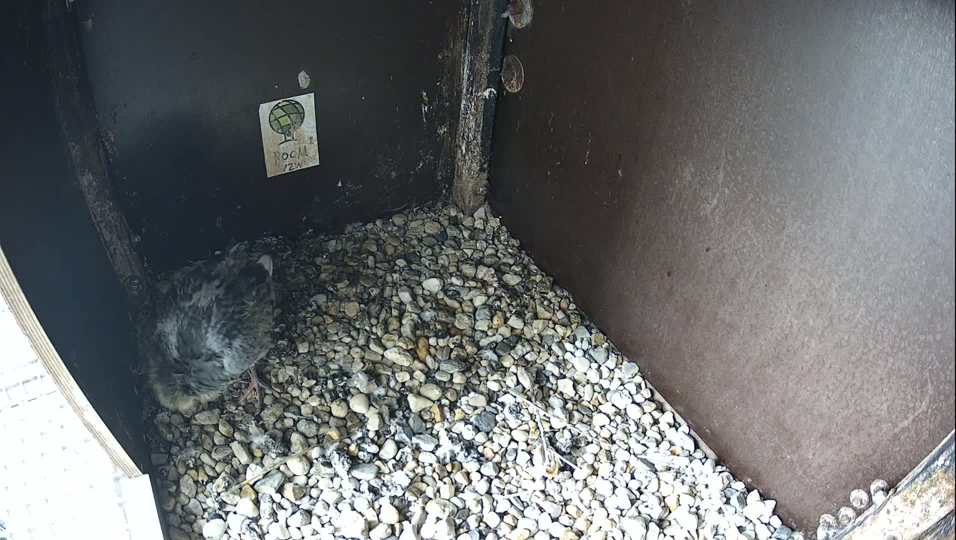 A small, gray bird chick sits on a bed of small, gray and white stones inside a dark, enclosed structure.