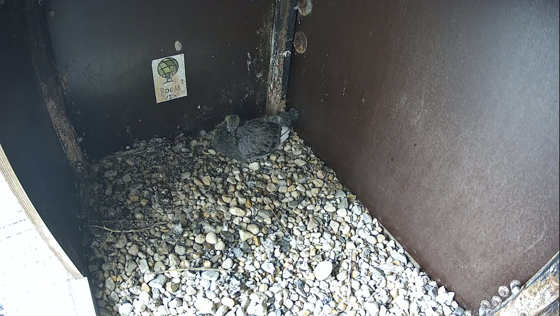 Virginie Lovelingge bouw (Virginie Loveling building) Inside Bird Nest Live Cam - Gent (Ghend-Gand), East Flanders (Flandre-Orientale), Flemish (Flamande), Belgium