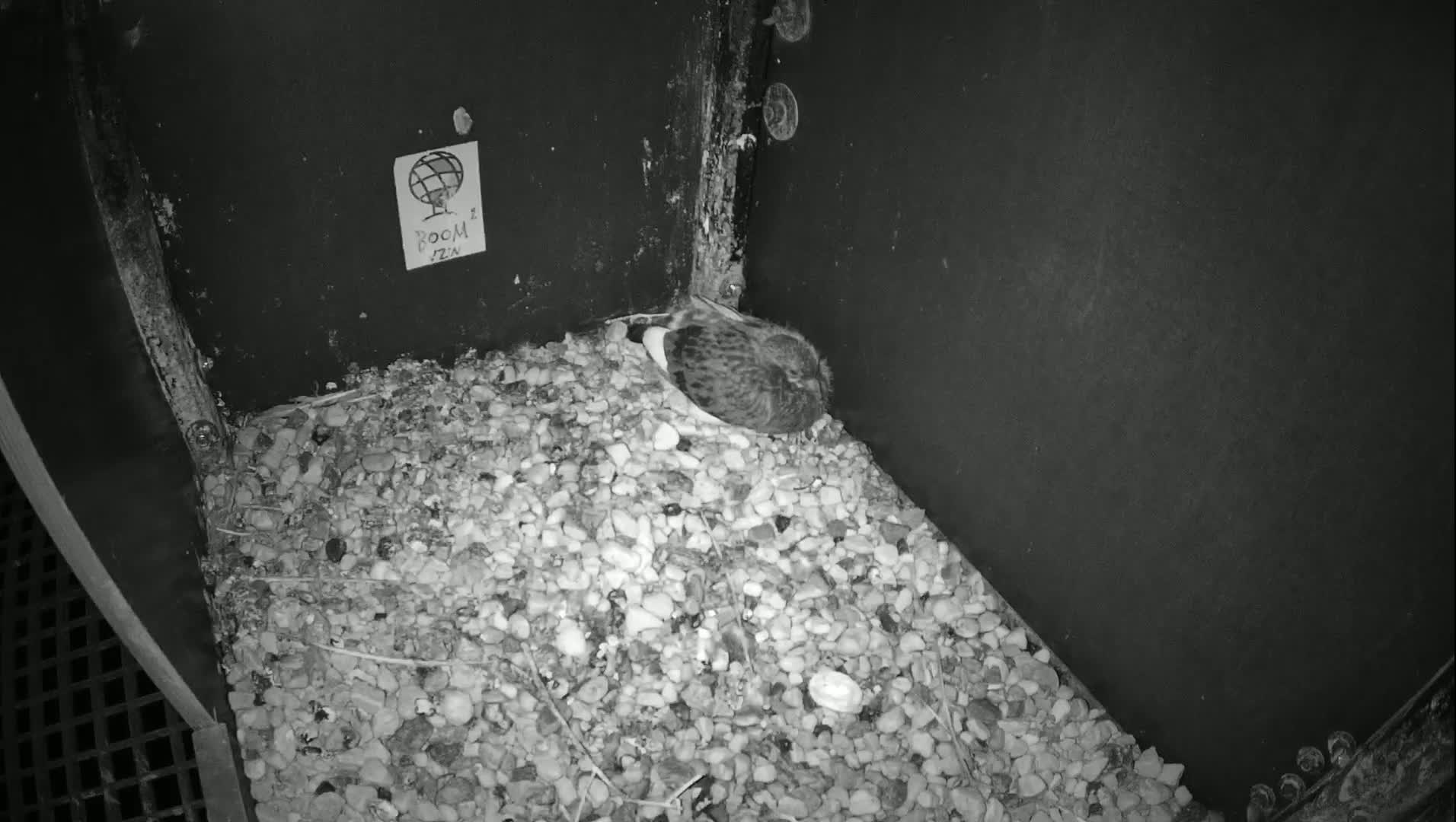 Virginie Lovelingge bouw (Virginie Loveling building) Inside Bird Nest Live Cam - Gent (Ghend-Gand), East Flanders (Flandre-Orientale), Flemish (Flamande), Belgium