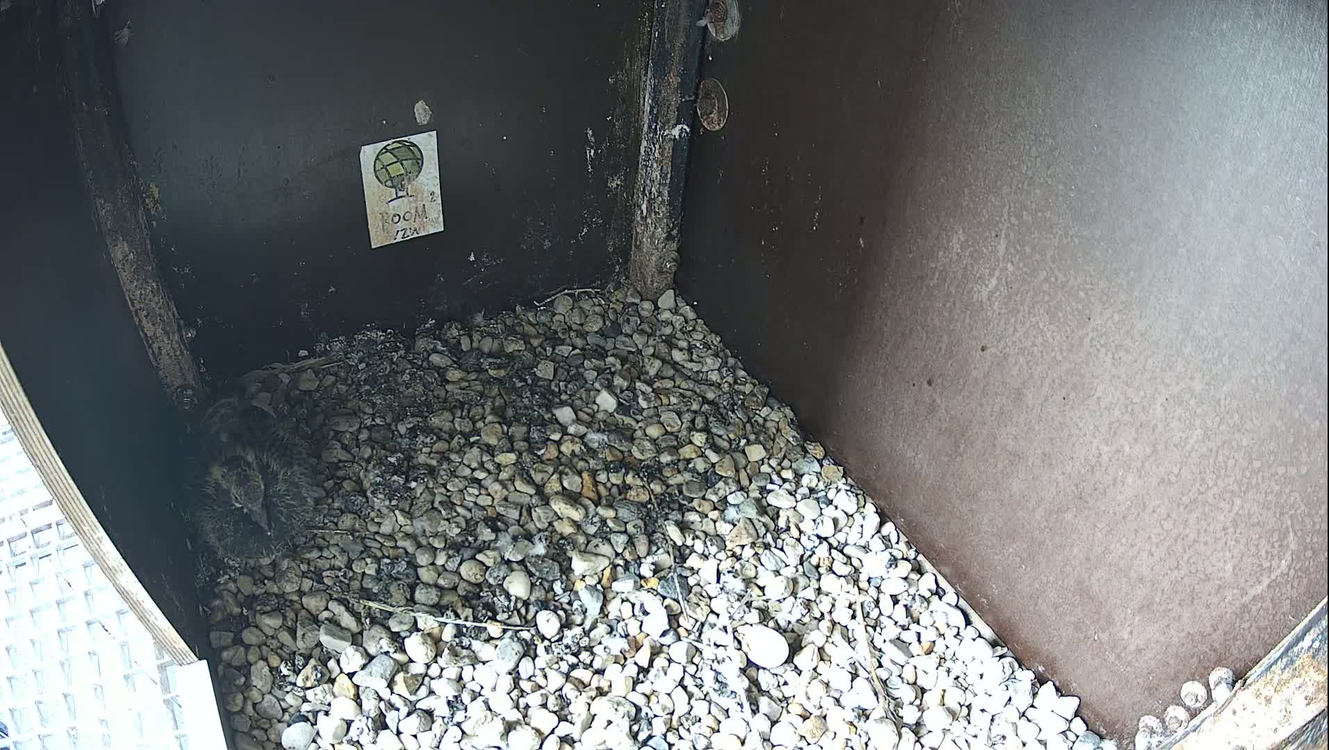 Virginie Lovelingge bouw (Virginie Loveling building) Inside Bird Nest Live Cam - Gent (Ghend-Gand), East Flanders (Flandre-Orientale), Flemish (Flamande), Belgium