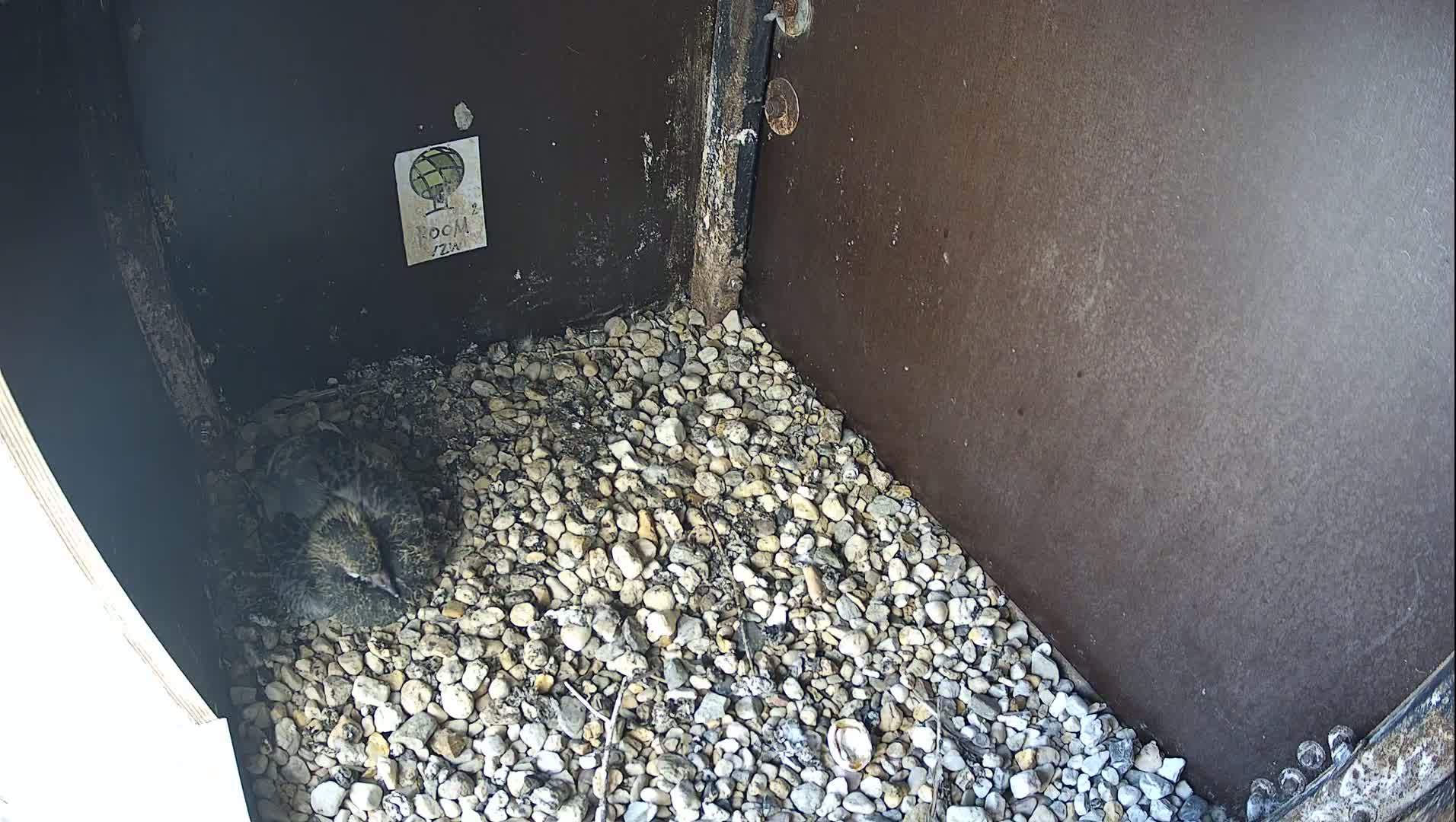 Virginie Lovelingge bouw (Virginie Loveling building) Inside Bird Nest Live Cam - Gent (Ghend-Gand), East Flanders (Flandre-Orientale), Flemish (Flamande), Belgium