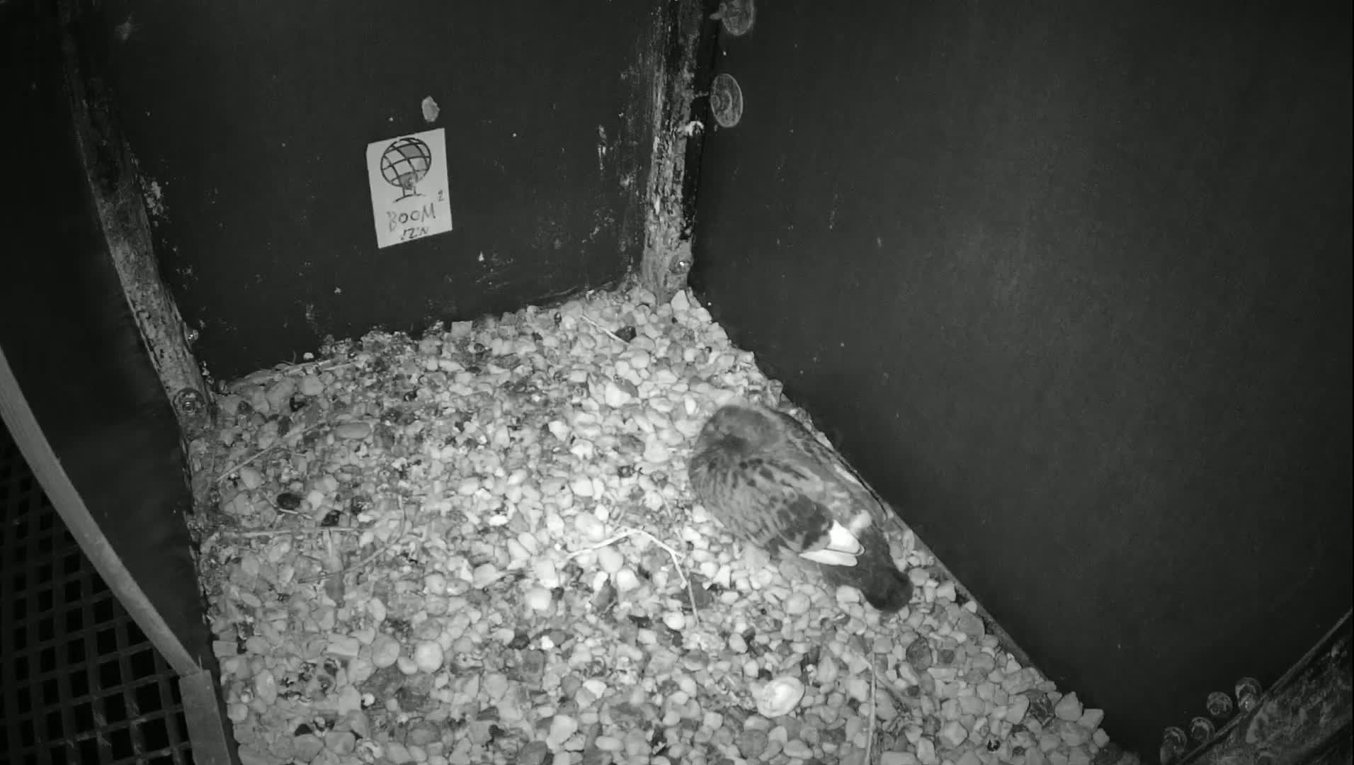 Virginie Lovelingge bouw (Virginie Loveling building) Inside Bird Nest Live Cam - Gent (Ghend-Gand), East Flanders (Flandre-Orientale), Flemish (Flamande), Belgium