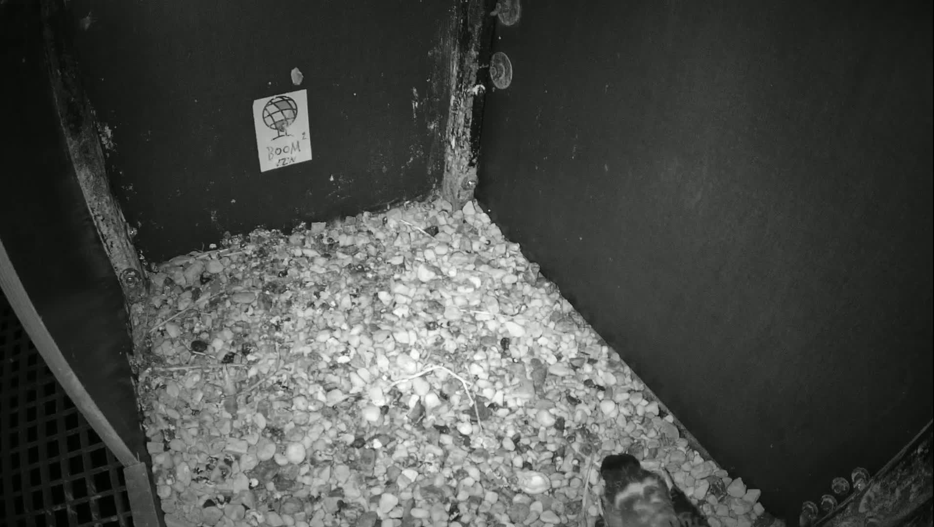 Virginie Lovelingge bouw (Virginie Loveling building) Inside Bird Nest Live Cam - Gent (Ghend-Gand), East Flanders (Flandre-Orientale), Flemish (Flamande), Belgium