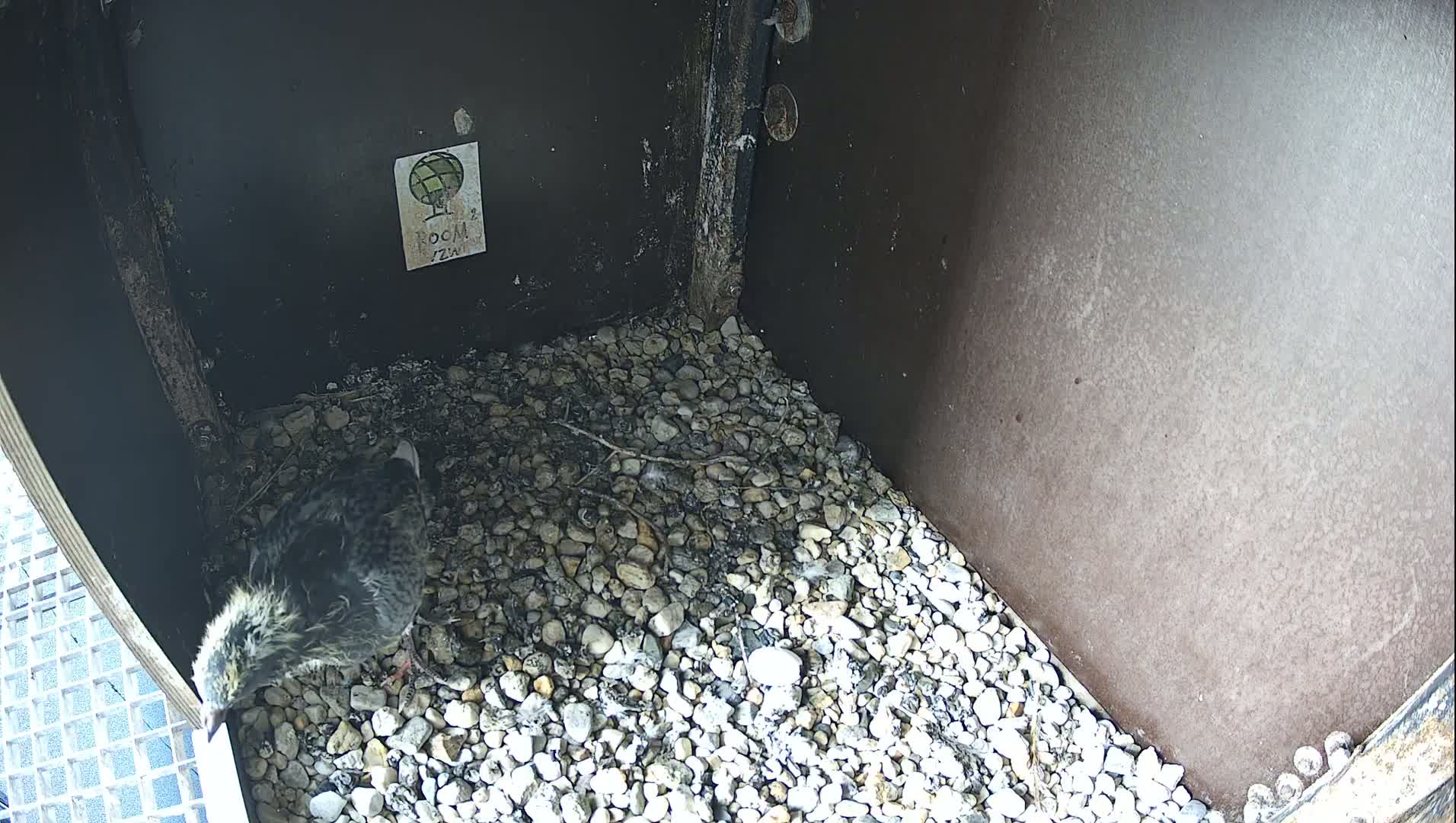 A small bird sits on a bed of small rocks inside a dark, enclosed structure.