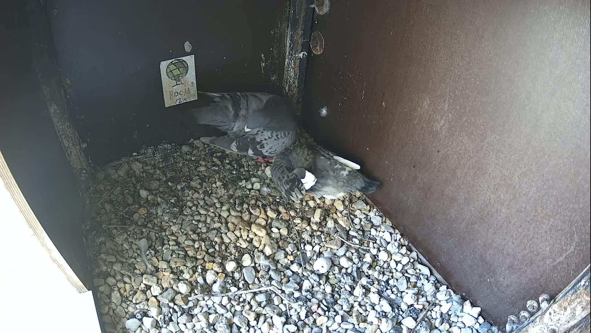 Virginie Lovelingge bouw (Virginie Loveling building) Inside Bird Nest Live Cam - Gent (Ghend-Gand), East Flanders (Flandre-Orientale), Flemish (Flamande), Belgium