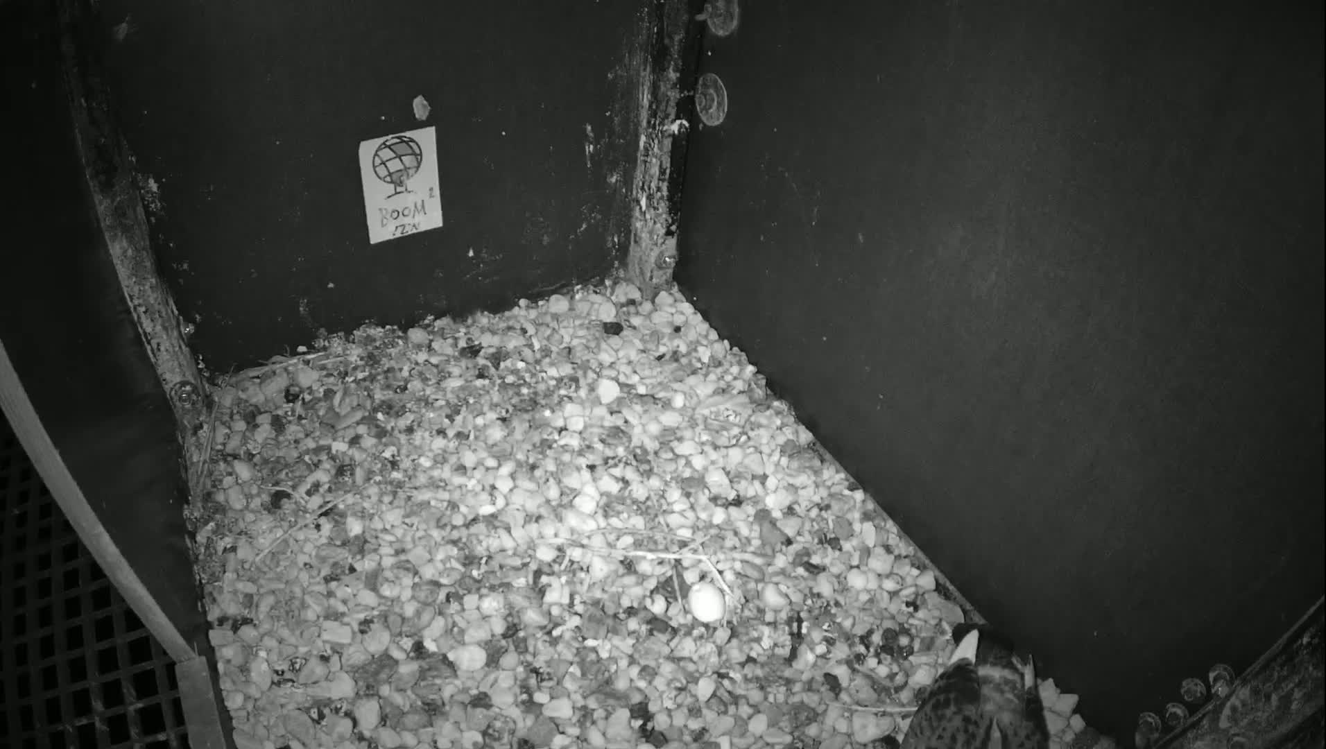 Virginie Lovelingge bouw (Virginie Loveling building) Inside Bird Nest Live Cam - Gent (Ghend-Gand), East Flanders (Flandre-Orientale), Flemish (Flamande), Belgium