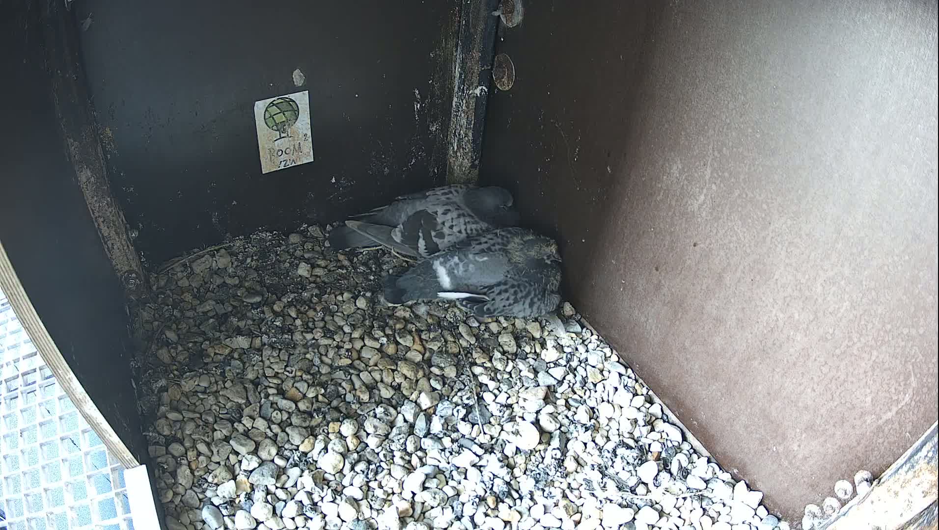 Two birds rest together on a bed of small stones inside a dark, enclosed structure.