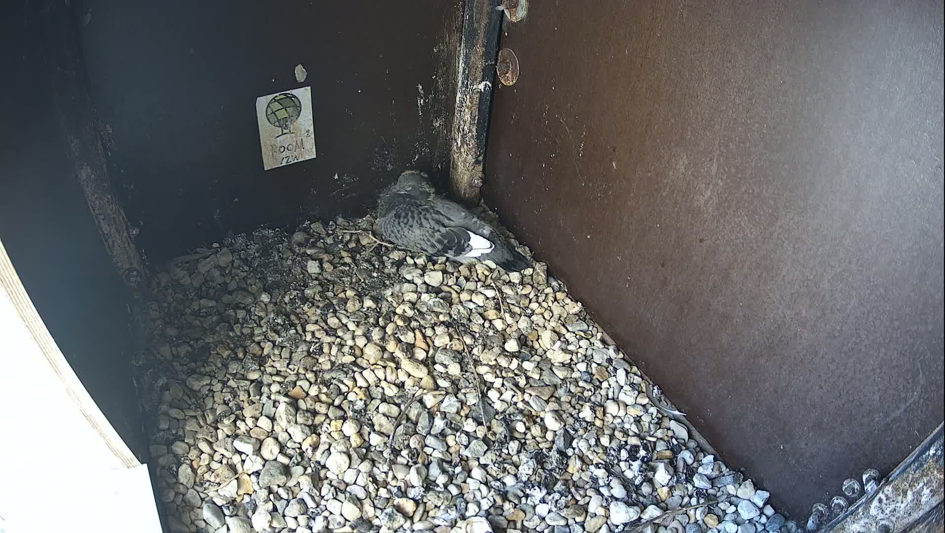 Virginie Lovelingge bouw (Virginie Loveling building) Inside Bird Nest Live Cam - Gent (Ghend-Gand), East Flanders (Flandre-Orientale), Flemish (Flamande), Belgium