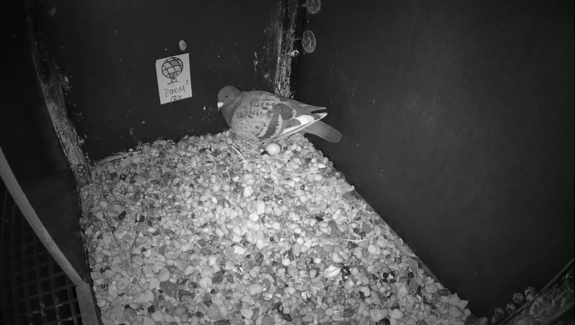 Virginie Lovelingge bouw (Virginie Loveling building) Inside Bird Nest Live Cam - Gent (Ghend-Gand), East Flanders (Flandre-Orientale), Flemish (Flamande), Belgium