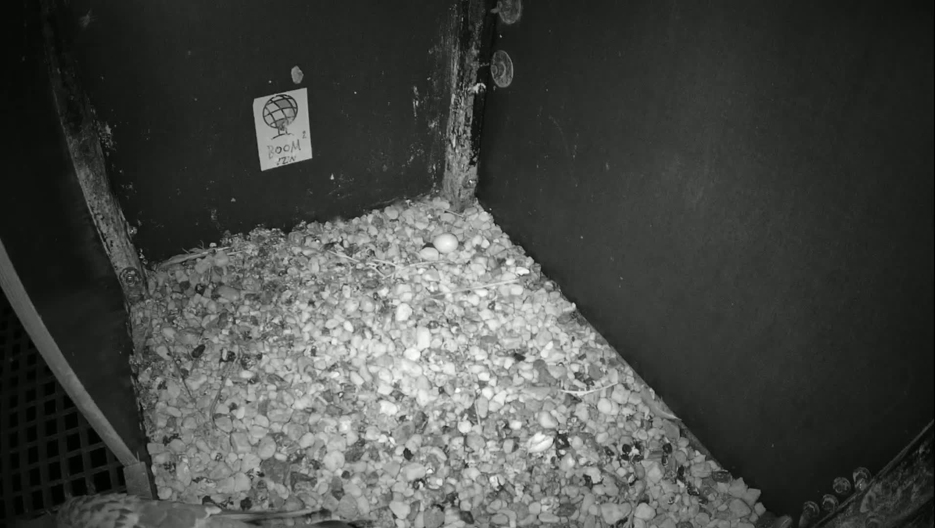 Virginie Lovelingge bouw (Virginie Loveling building) Inside Bird Nest Live Cam - Gent (Ghend-Gand), East Flanders (Flandre-Orientale), Flemish (Flamande), Belgium
