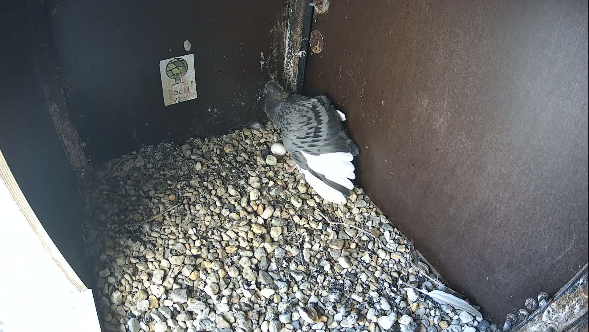 Virginie Lovelingge bouw (Virginie Loveling building) Inside Bird Nest Live Cam - Gent (Ghend-Gand), East Flanders (Flandre-Orientale), Flemish (Flamande), Belgium