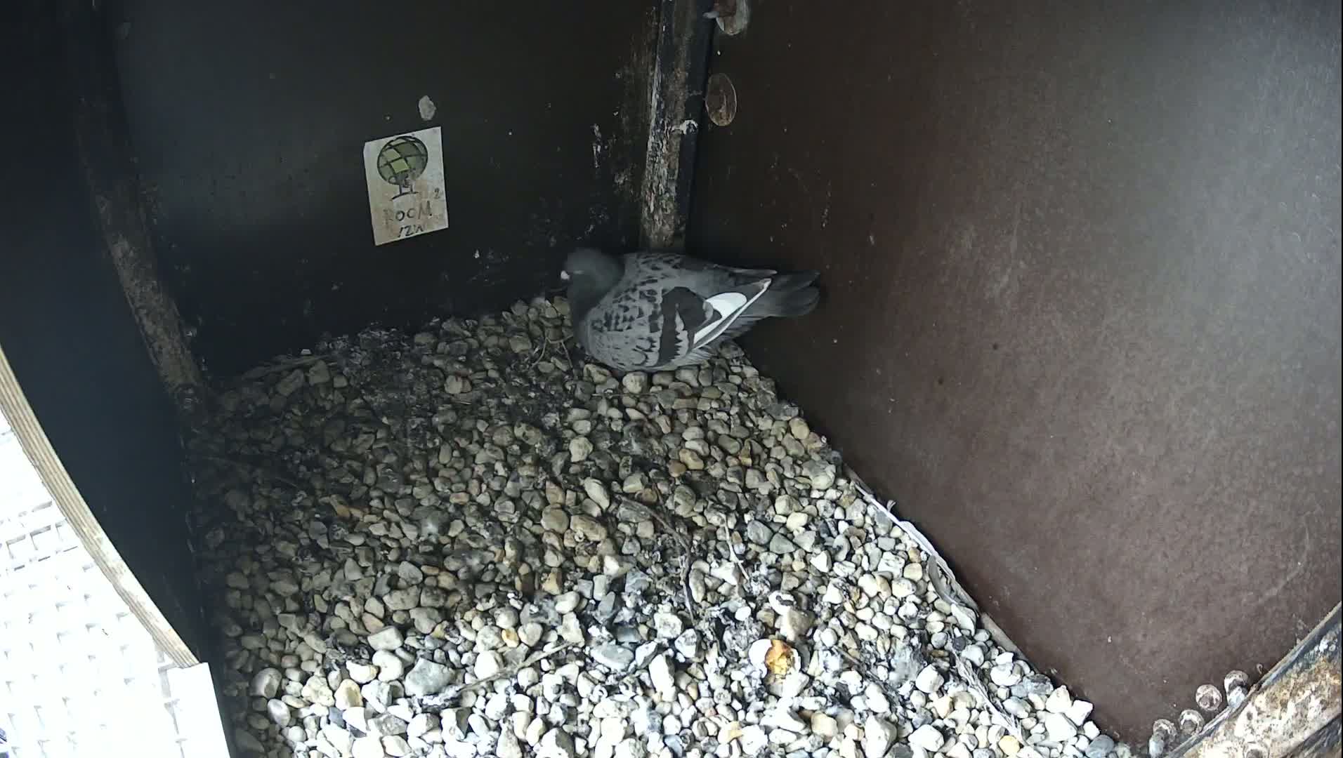 A pigeon sits on a bed of small stones inside a dark, enclosed space.