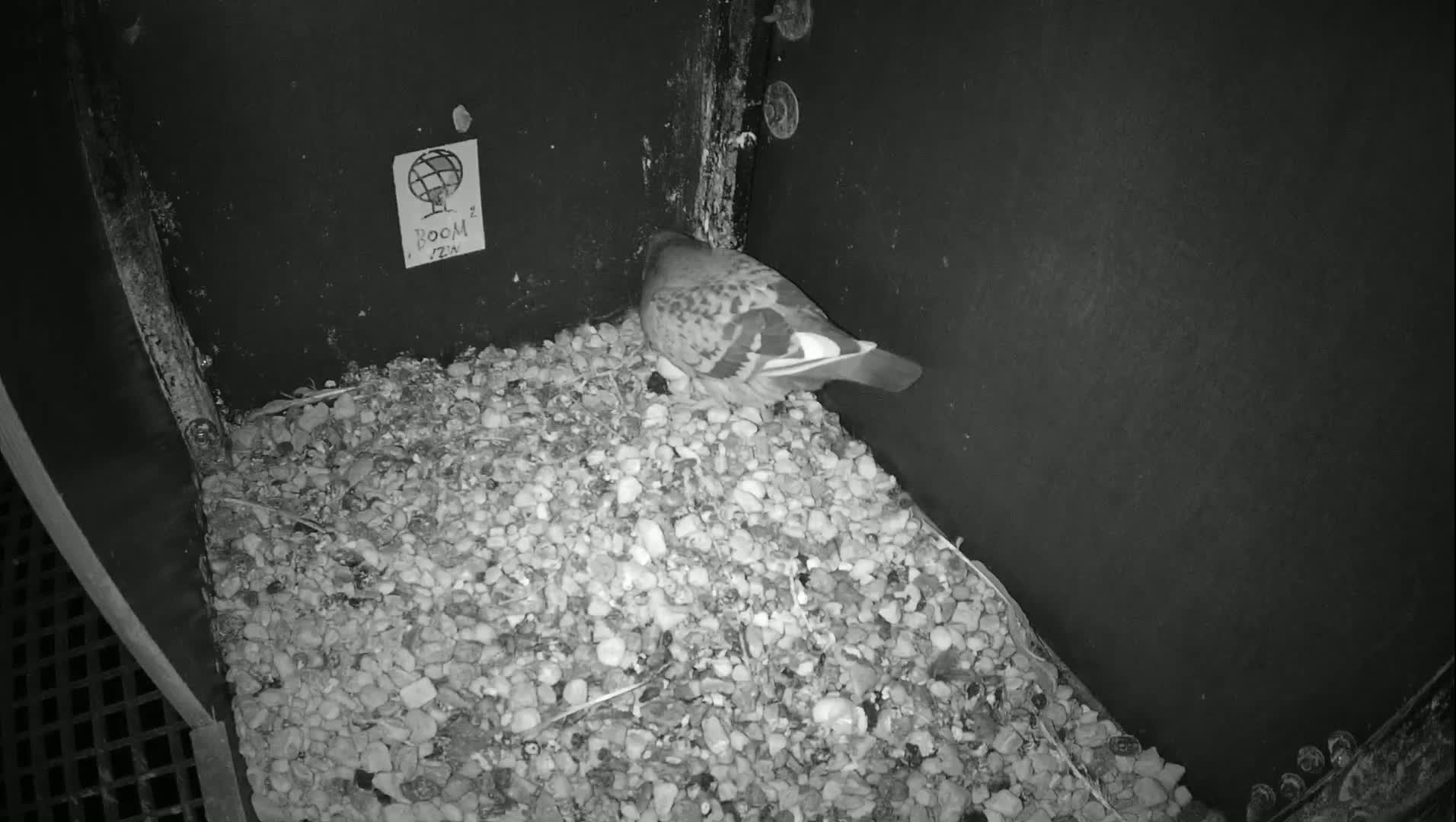 Virginie Lovelingge bouw (Virginie Loveling building) Inside Bird Nest Live Cam - Gent (Ghend-Gand), East Flanders (Flandre-Orientale), Flemish (Flamande), Belgium