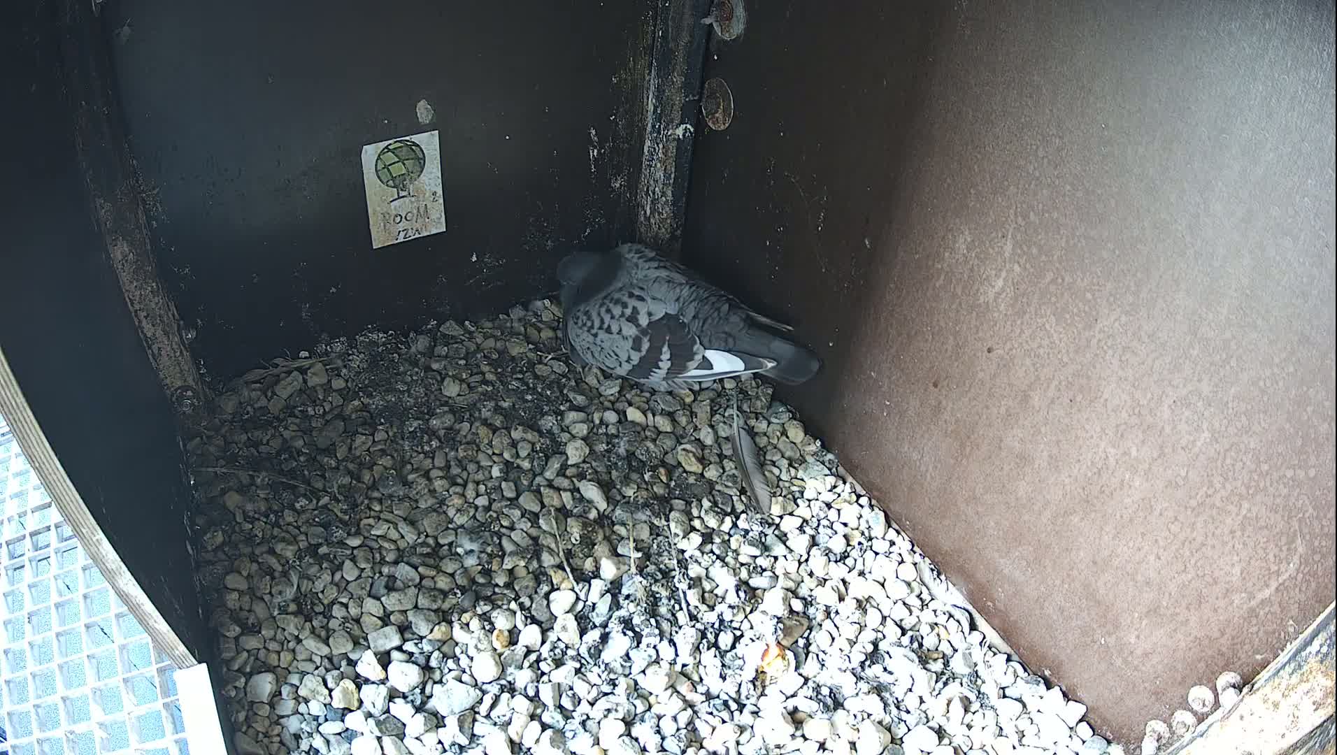 Virginie Lovelingge bouw (Virginie Loveling building) Inside Bird Nest Live Cam - Gent (Ghend-Gand), East Flanders (Flandre-Orientale), Flemish (Flamande), Belgium