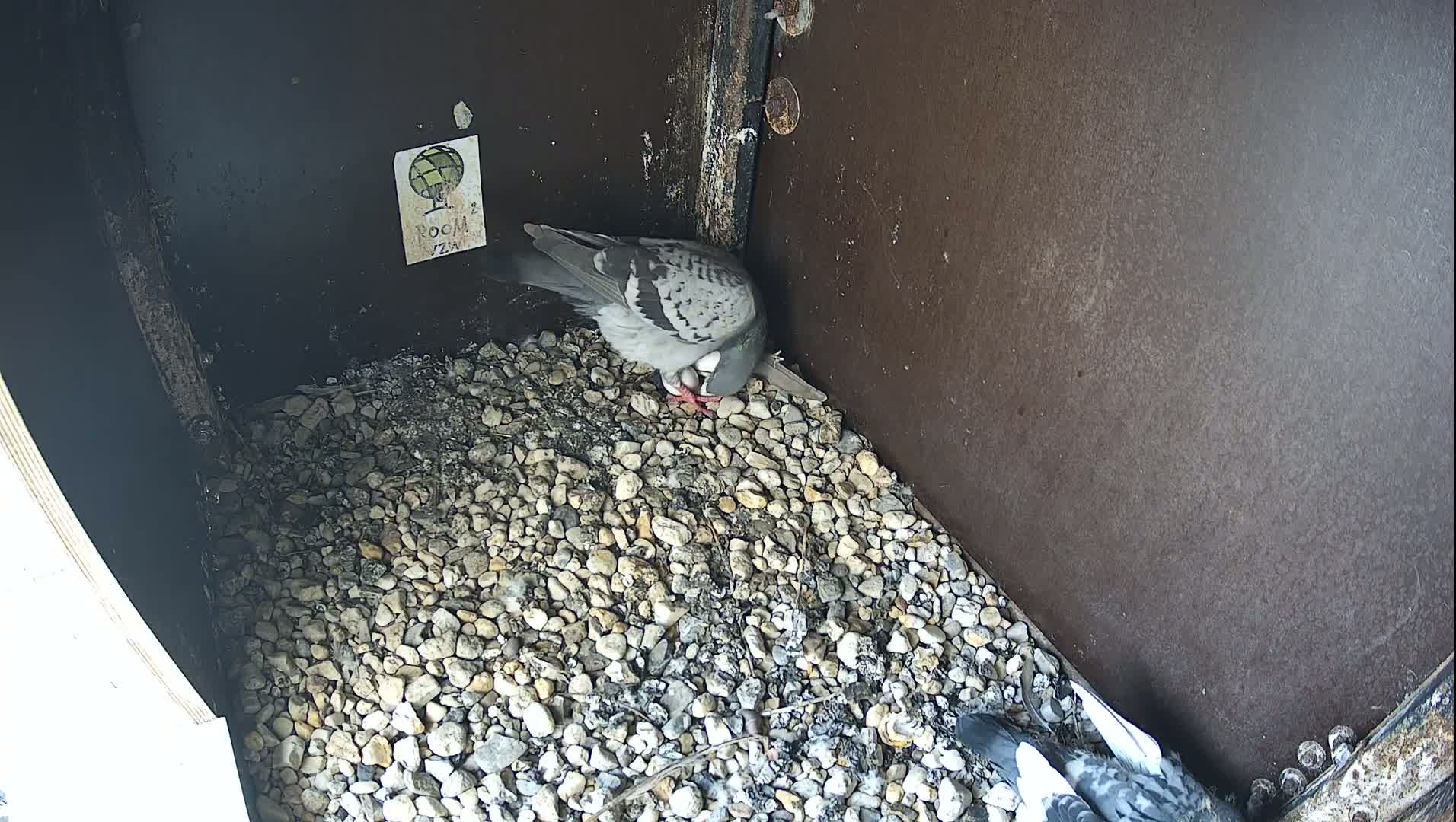 Virginie Lovelingge bouw (Virginie Loveling building) Inside Bird Nest Live Cam - Gent (Ghend-Gand), East Flanders (Flandre-Orientale), Flemish (Flamande), Belgium