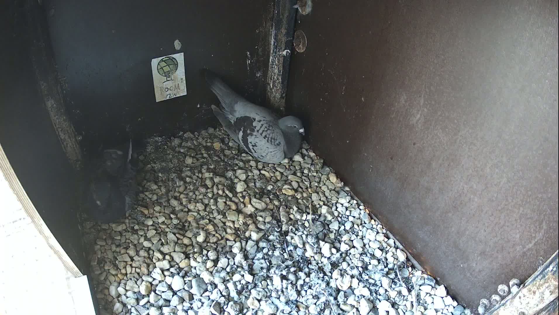 Virginie Lovelingge bouw (Virginie Loveling building) Inside Bird Nest Live Cam - Gent (Ghend-Gand), East Flanders (Flandre-Orientale), Flemish (Flamande), Belgium