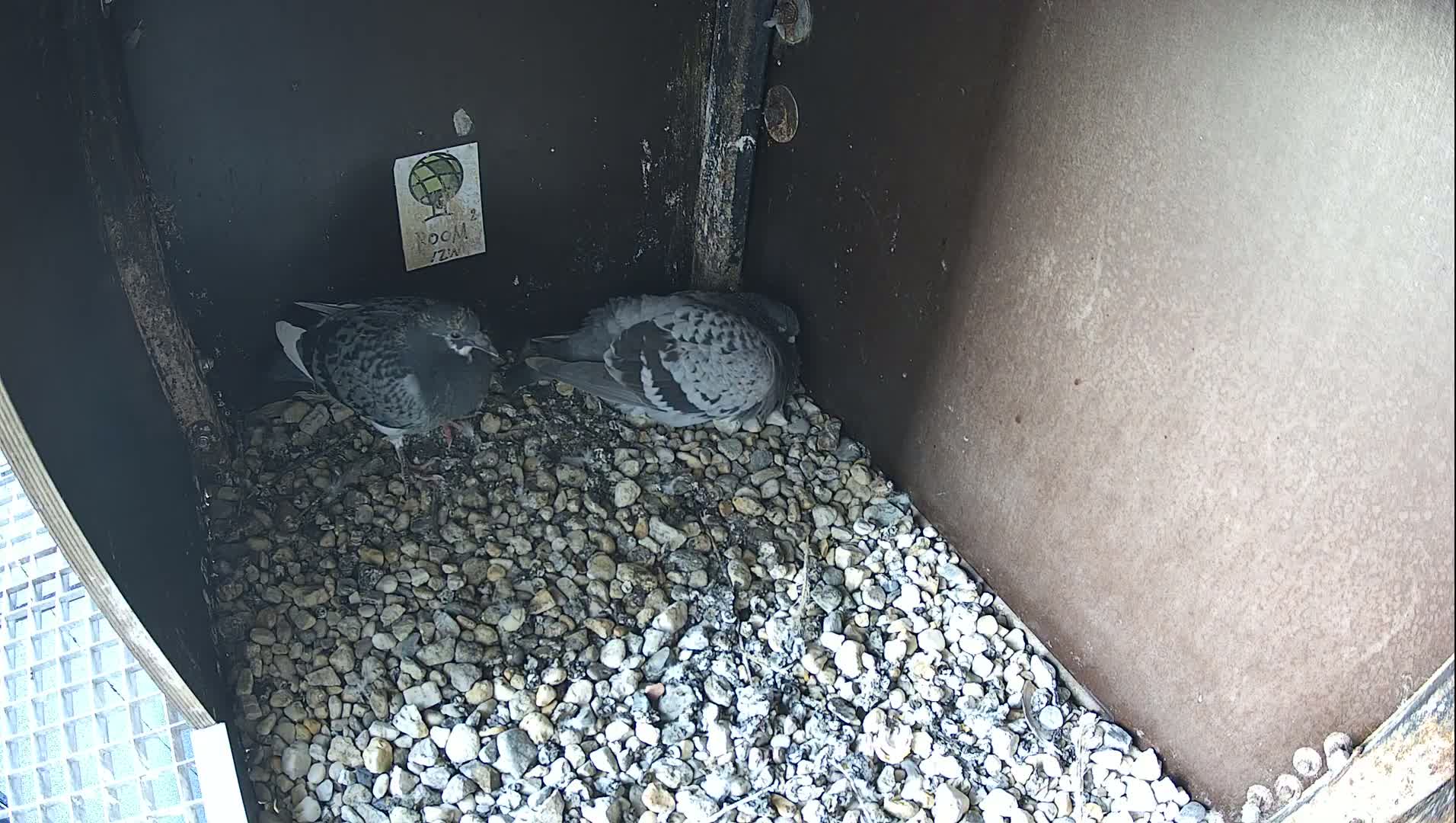 Virginie Lovelingge bouw (Virginie Loveling building) Inside Bird Nest Live Cam - Gent (Ghend-Gand), East Flanders (Flandre-Orientale), Flemish (Flamande), Belgium