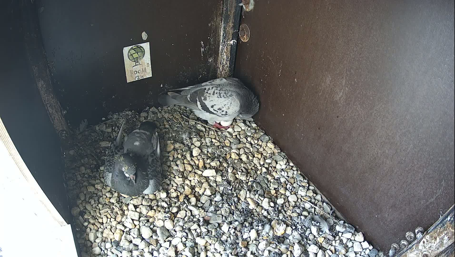 Virginie Lovelingge bouw (Virginie Loveling building) Inside Bird Nest Live Cam - Gent (Ghend-Gand), East Flanders (Flandre-Orientale), Flemish (Flamande), Belgium