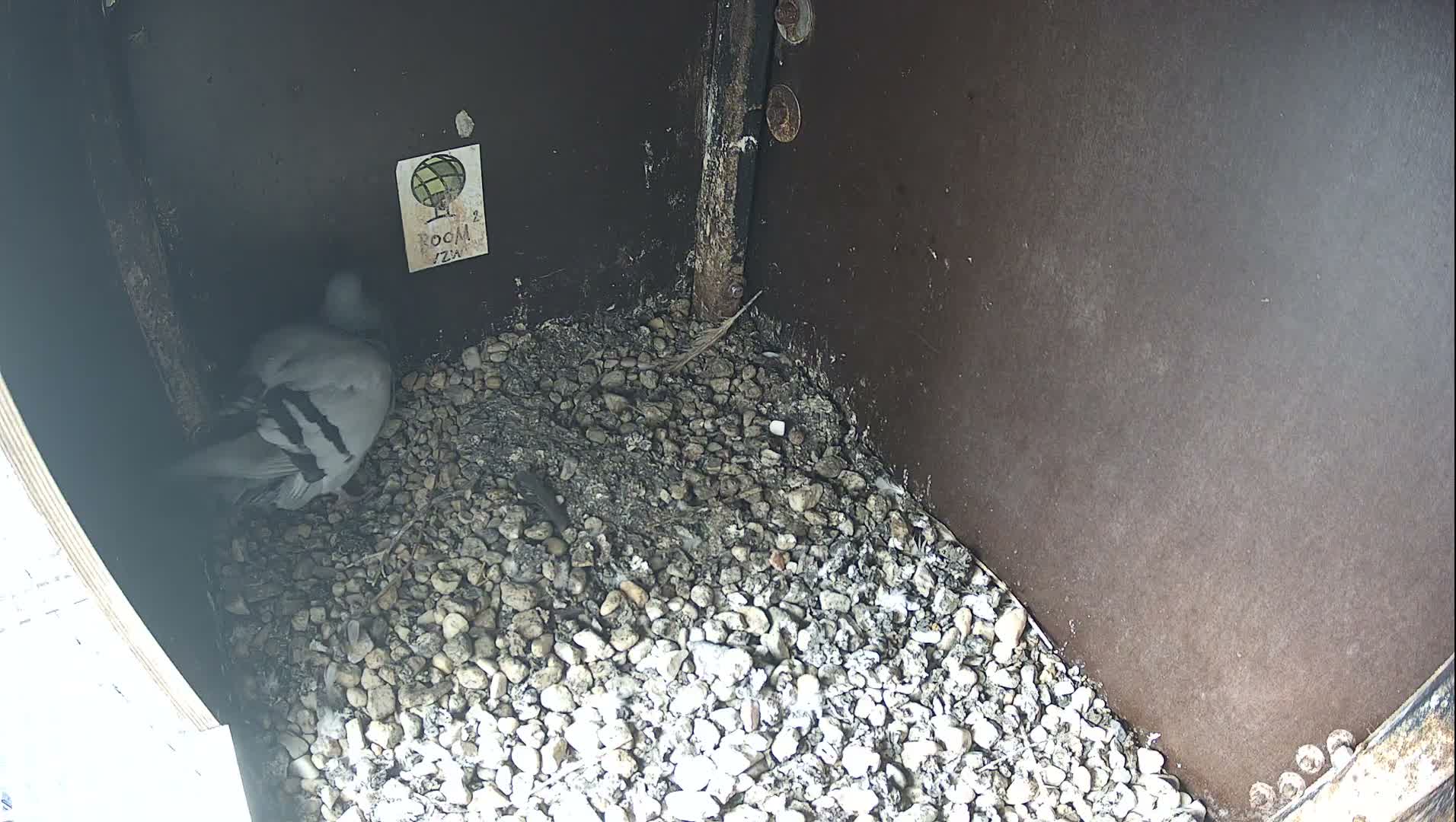 A light gray pigeon with distinctive dark wing stripes rests on a bed of small rocks and debris inside a dark, sheltered enclosure, illuminated by bright daylight.