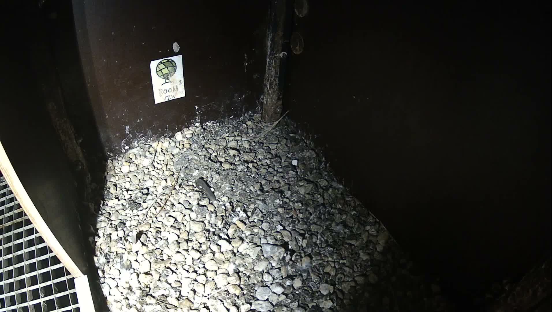 Virginie Lovelingge bouw (Virginie Loveling building) Inside Bird Nest Live Cam - Gent (Ghend-Gand), East Flanders (Flandre-Orientale), Flemish (Flamande), Belgium