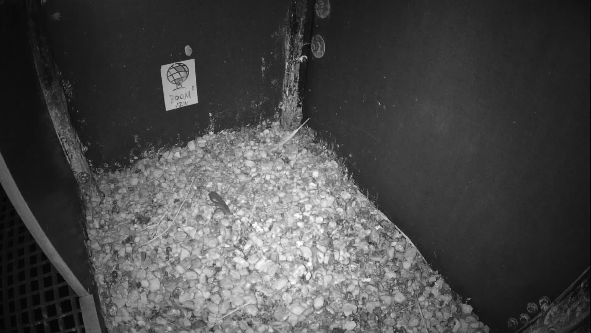 Virginie Lovelingge bouw (Virginie Loveling building) Inside Bird Nest Live Cam - Gent (Ghend-Gand), East Flanders (Flandre-Orientale), Flemish (Flamande), Belgium