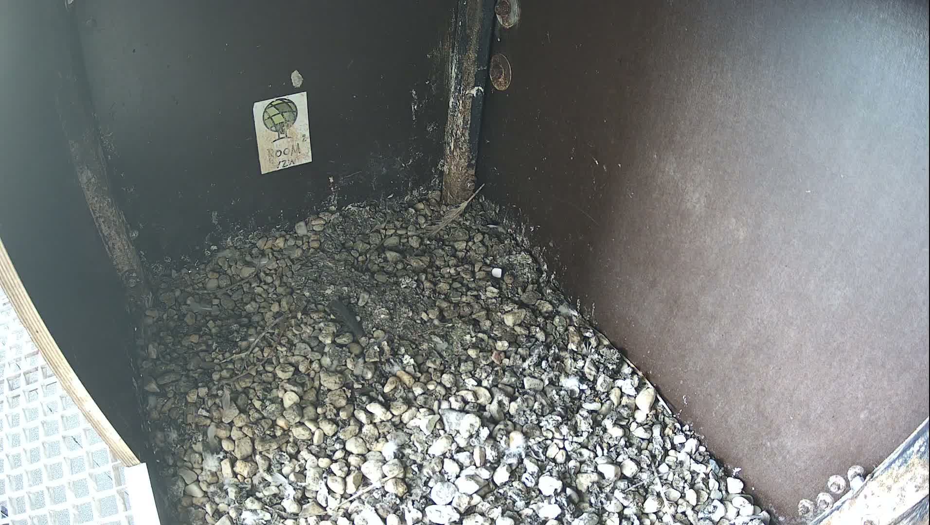 Virginie Lovelingge bouw (Virginie Loveling building) Inside Bird Nest Live Cam - Gent (Ghend-Gand), East Flanders (Flandre-Orientale), Flemish (Flamande), Belgium