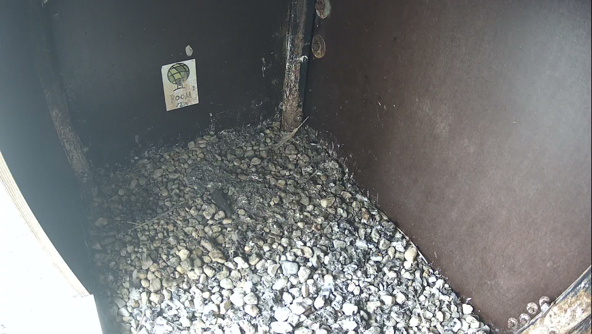 A light gray pigeon with distinctive dark wing stripes rests on a bed of small rocks and debris inside a dark, sheltered enclosure, illuminated by bright daylight.