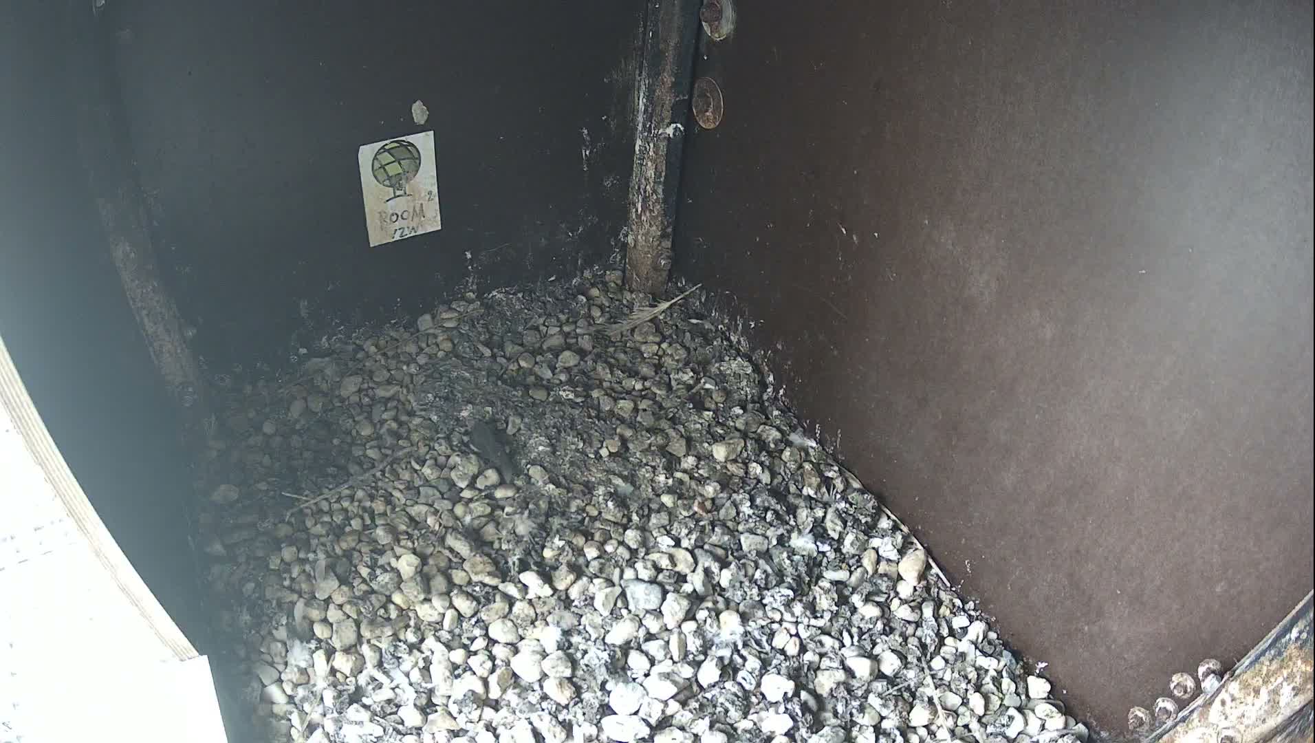 Virginie Lovelingge bouw (Virginie Loveling building) Inside Bird Nest Live Cam - Gent (Ghend-Gand), East Flanders (Flandre-Orientale), Flemish (Flamande), Belgium