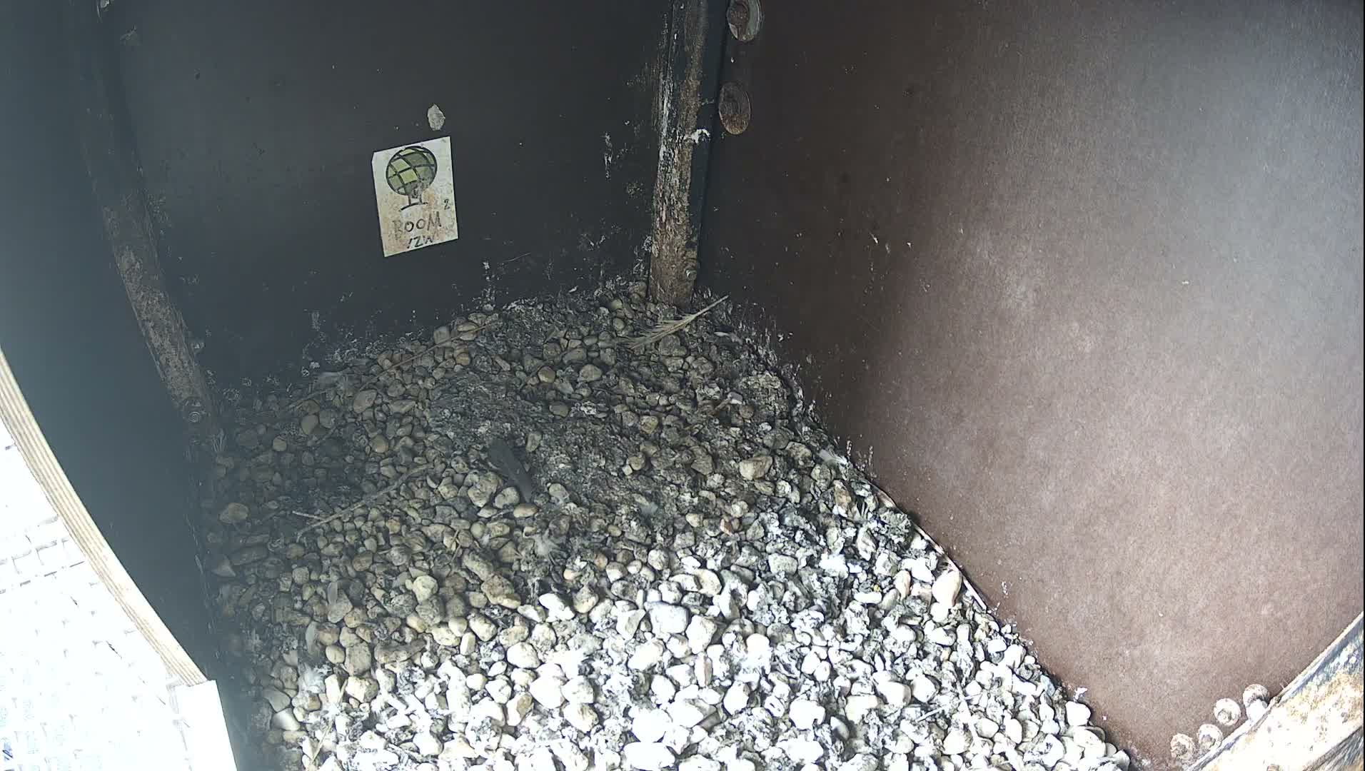 The interior of an outdoor enclosure, likely a nest box, features a floor covered in light-colored gravel and some debris, surrounded by dark walls, under clear daytime conditions.
