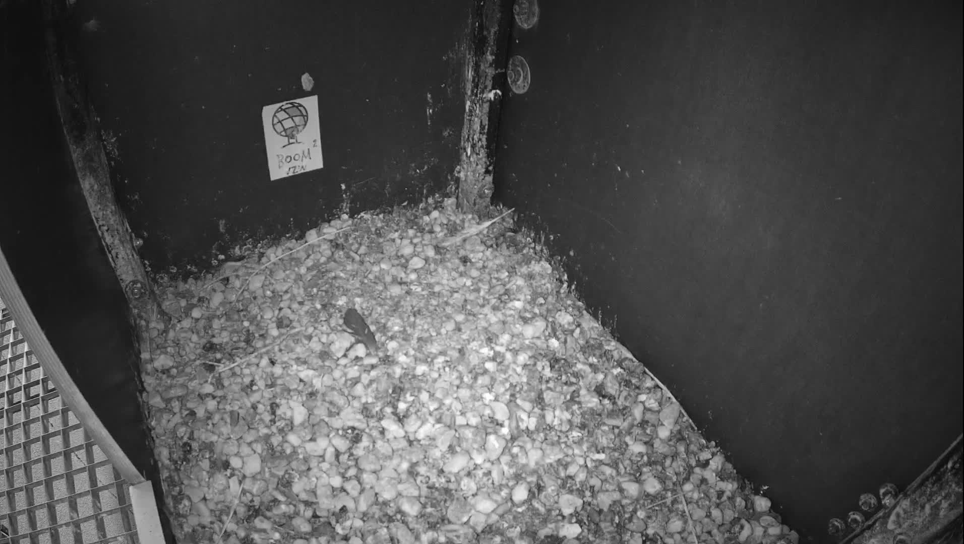 Virginie Lovelingge bouw (Virginie Loveling building) Inside Bird Nest Live Cam - Gent (Ghend-Gand), East Flanders (Flandre-Orientale), Flemish (Flamande), Belgium